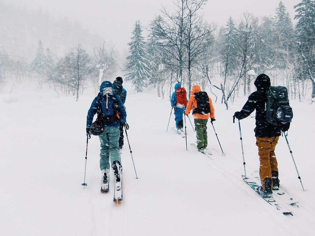 Ski tourers skin in single file through snowy birch forest on Asahidake