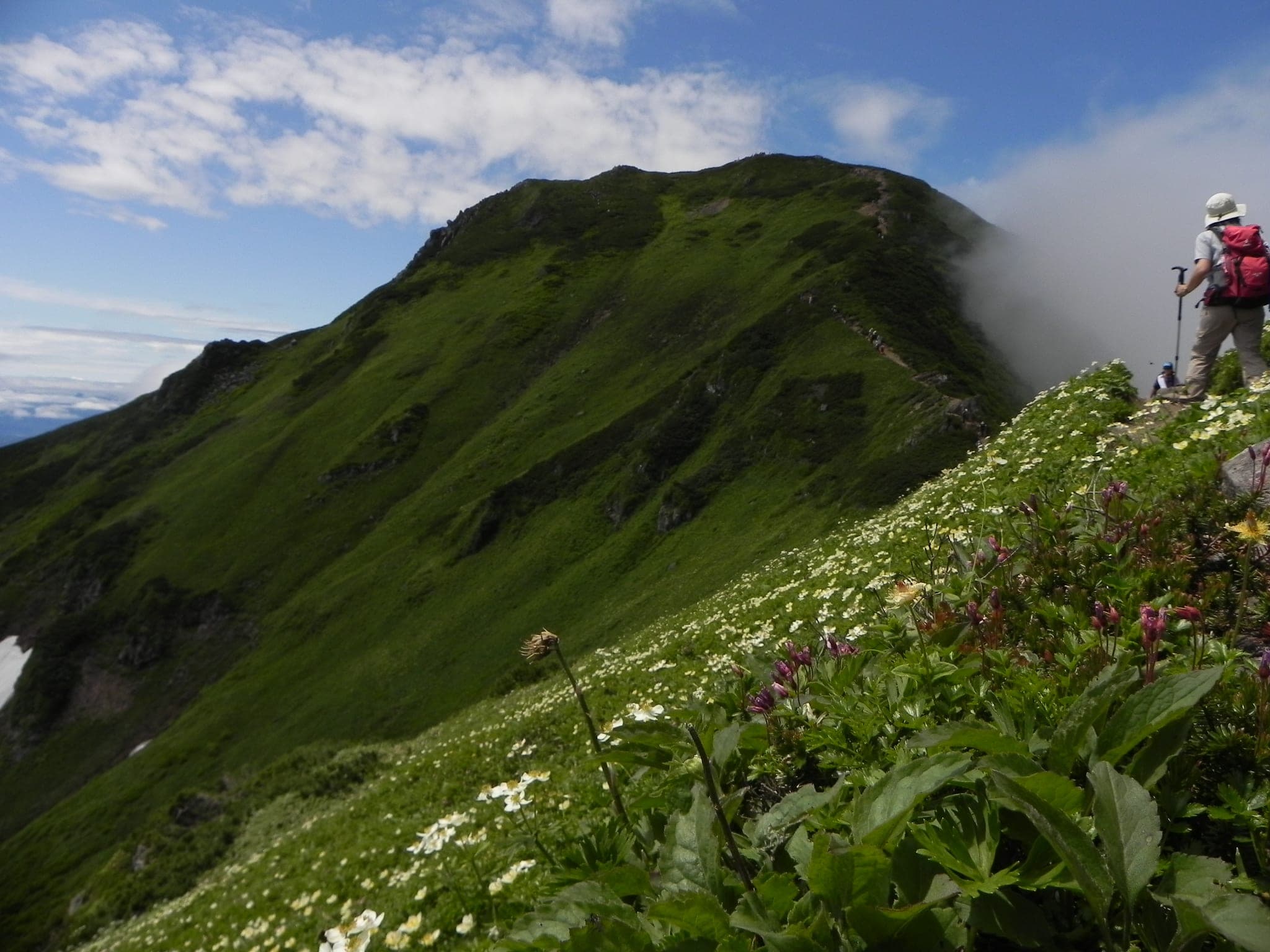 A hiker climbs the green ridge of Furano-dake past alpine flowers in summer