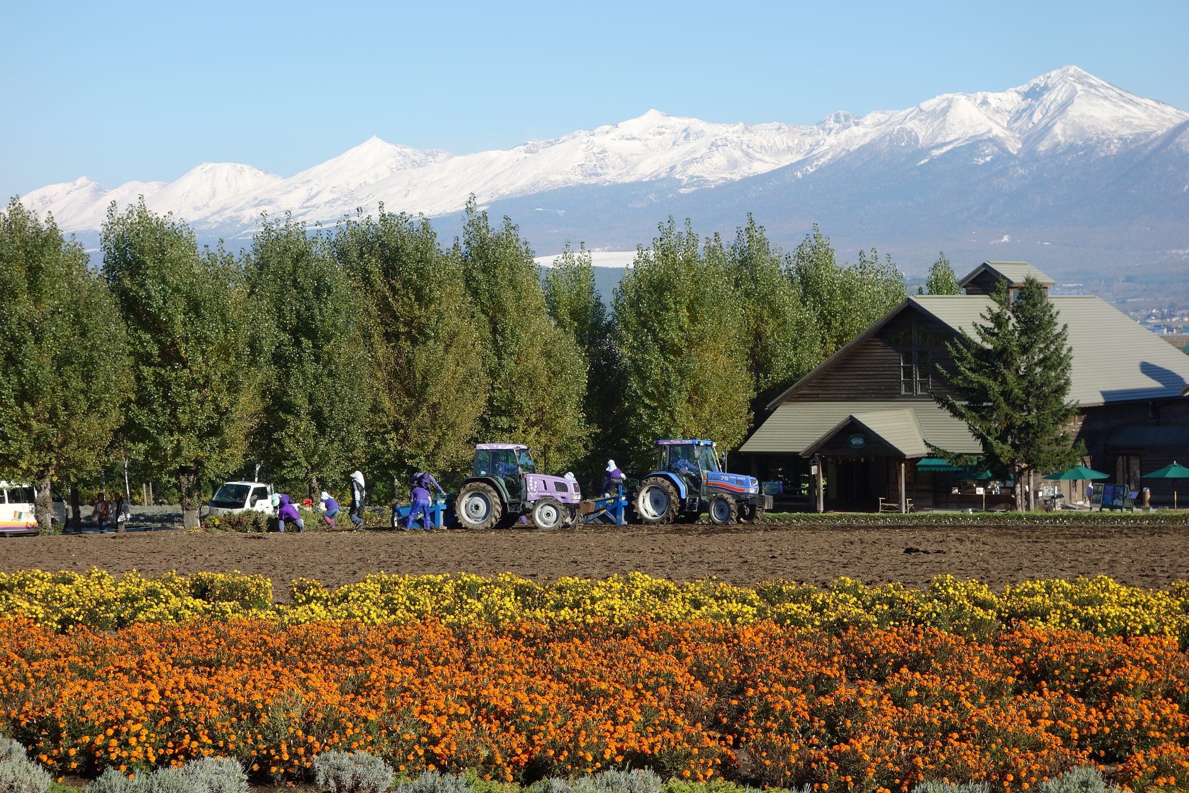 Snow-capped Furano-dake rises above the trees and a farmhouse at Farm Tomita in spring