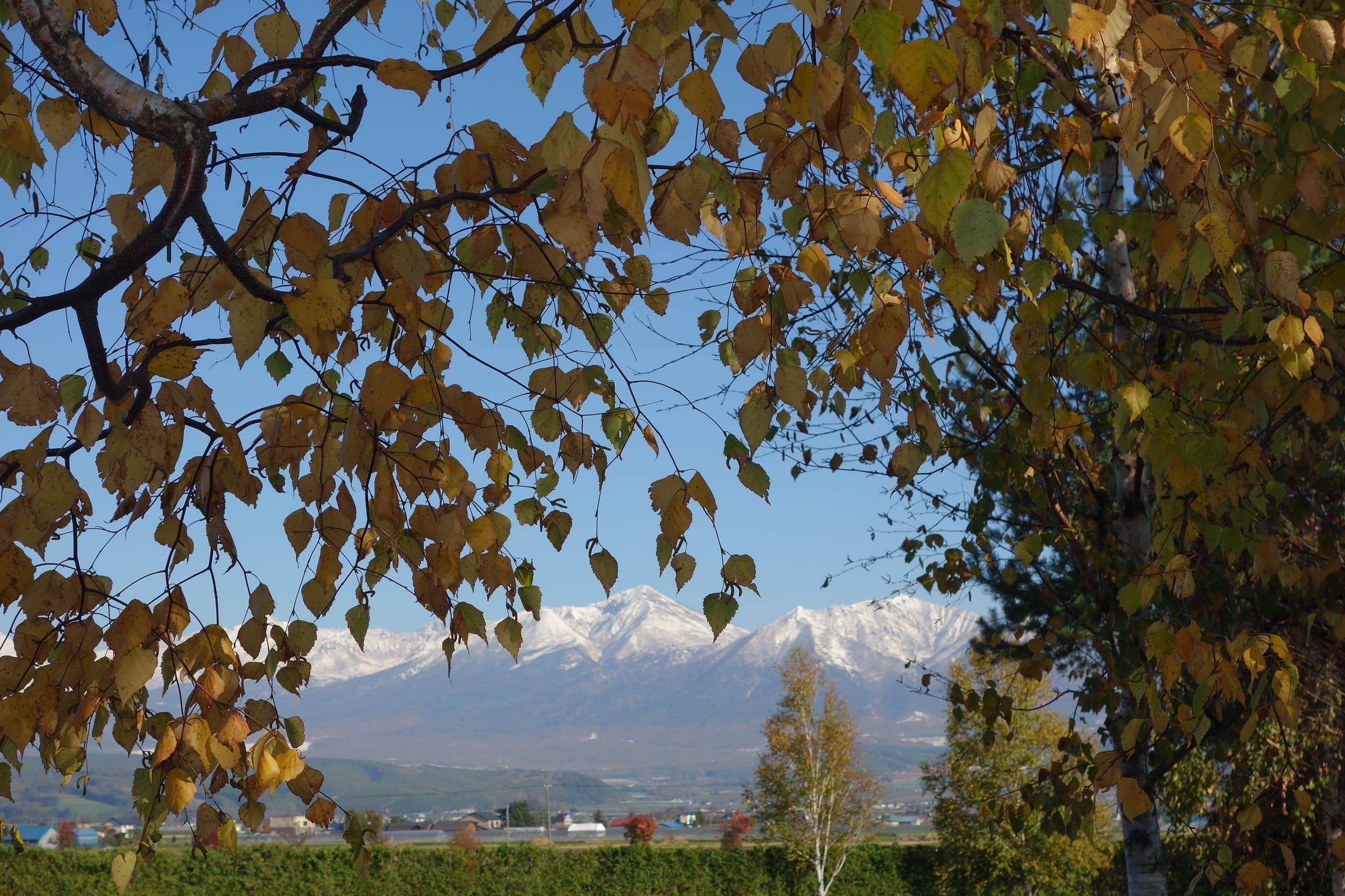 Autumn leaves frame the snowy peaks of Furano-dake seen from Farm Tomita