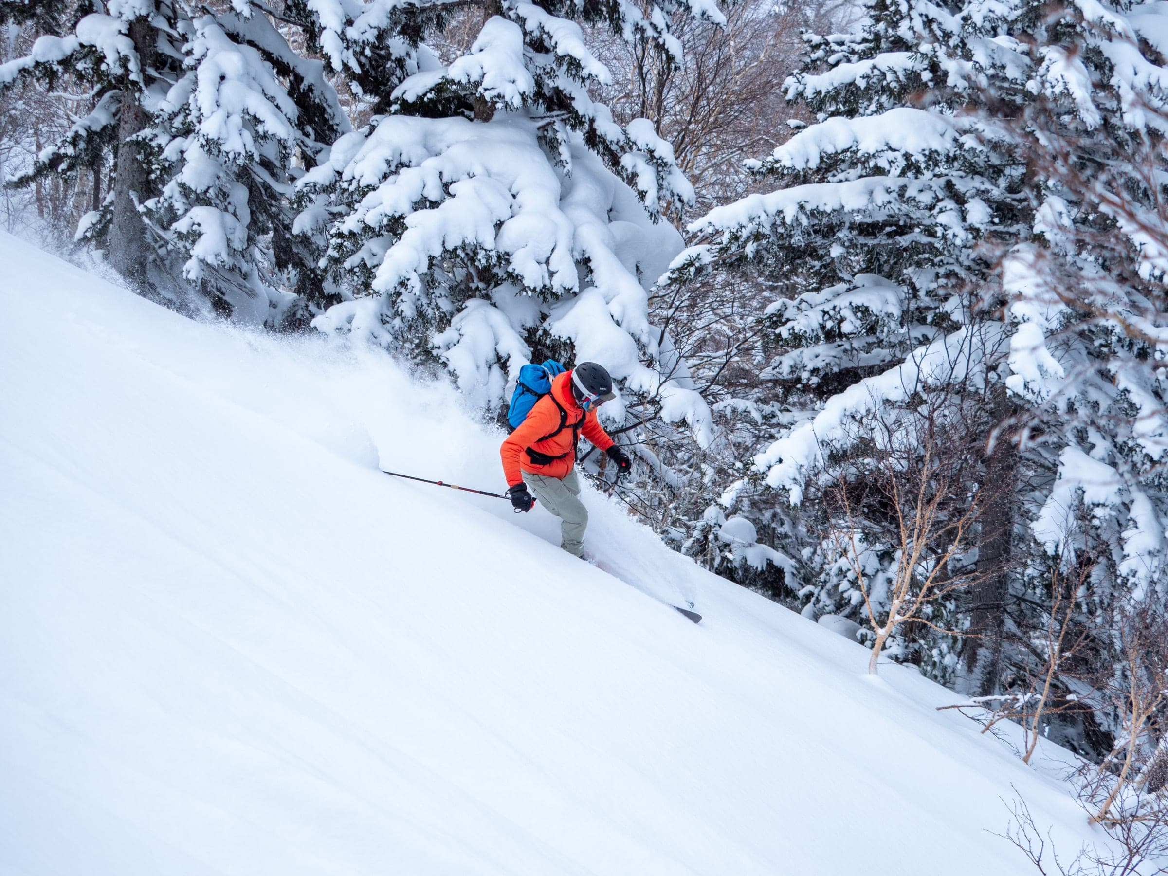 A skier drops through old-growth trees on the Nishi-shamen west slope of Furano-dake