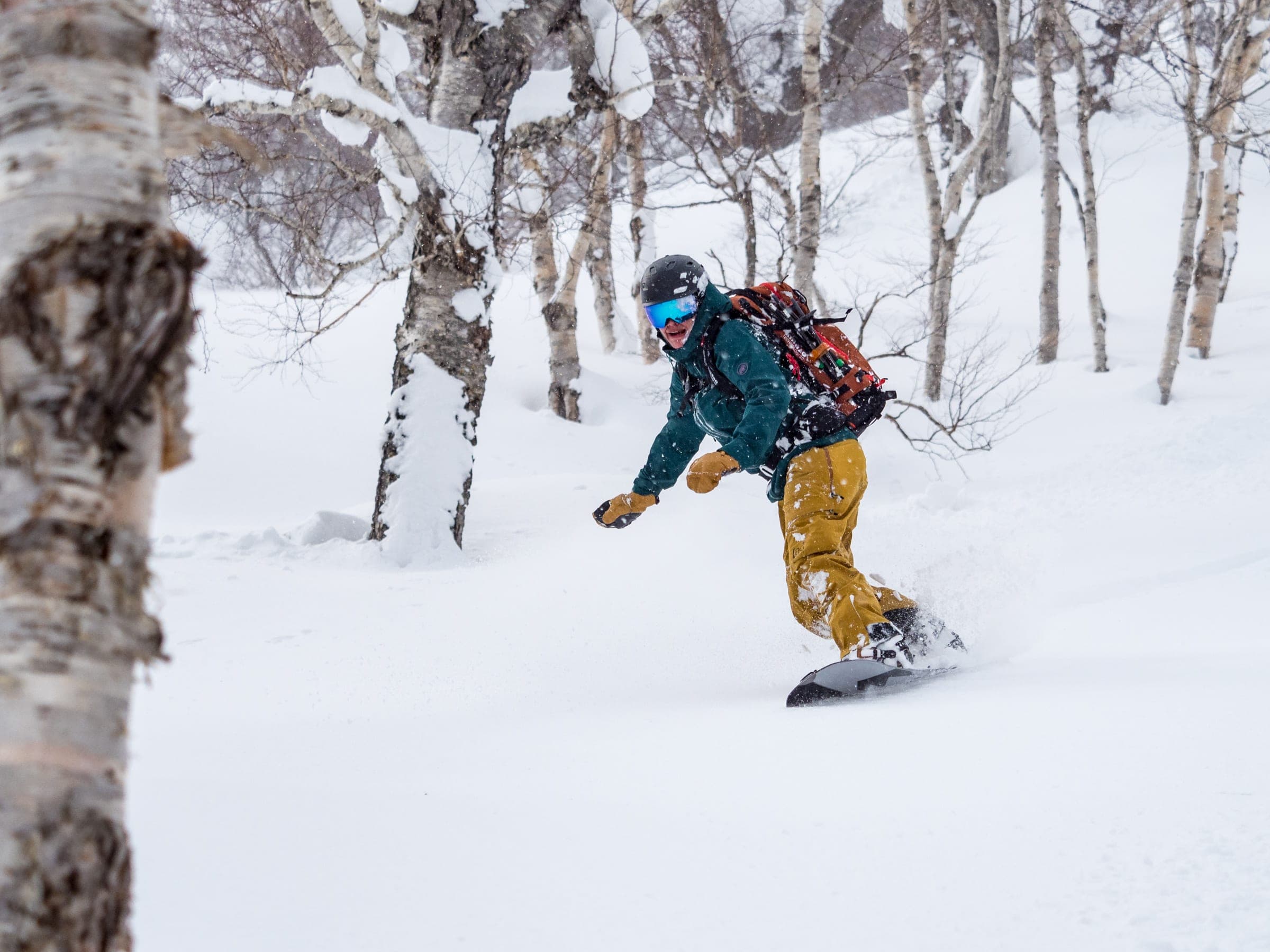 A snowboarder in yellow trousers carves through birch trees on the northeast ridge of Iwanai-dake