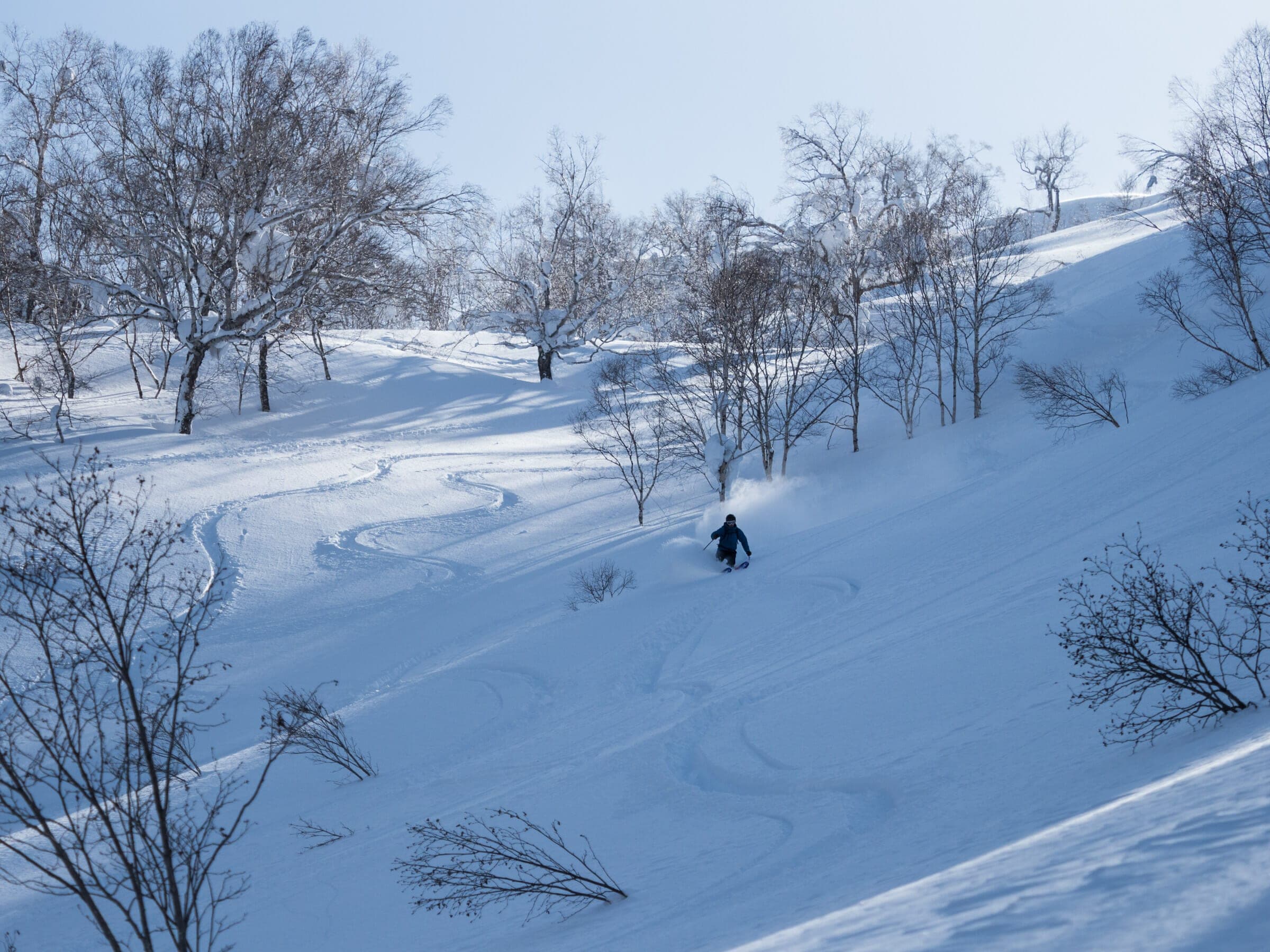 A skier turns down an open birch slope on the Motoyama route of Muine-yama