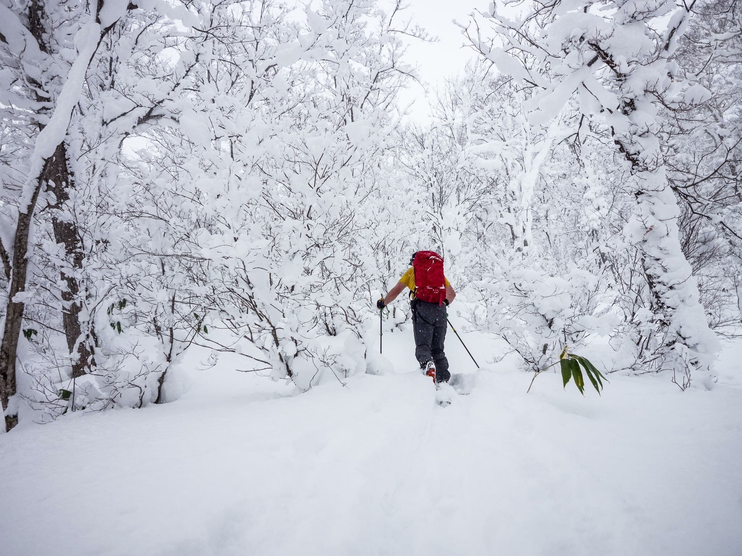 A ski tourer climbs through snow-plastered trees on Mt. Yotei's Kyogoku route