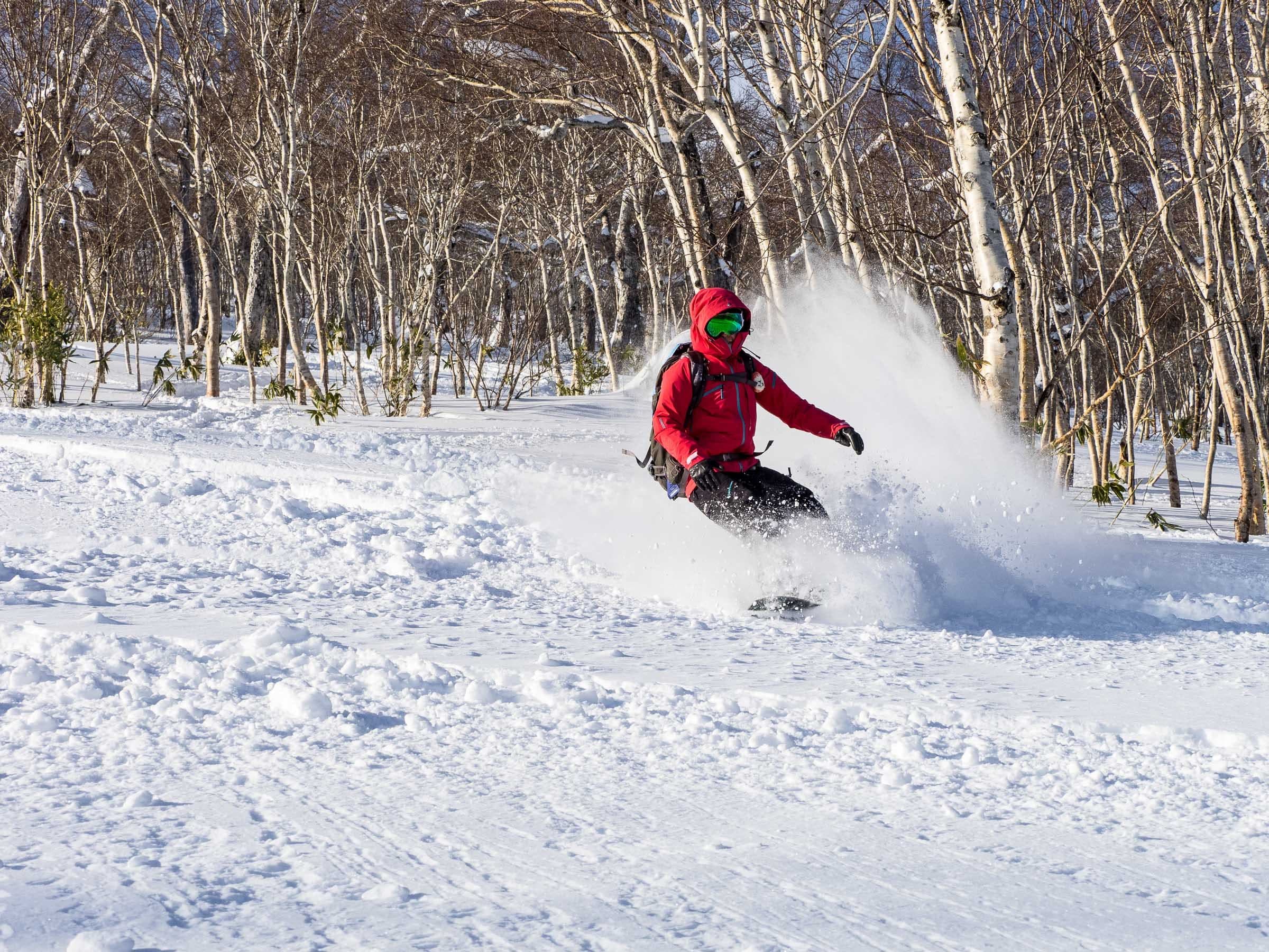 A skier in red throws up spray in the birch forest on Mt. Yotei's Kimobetsu route