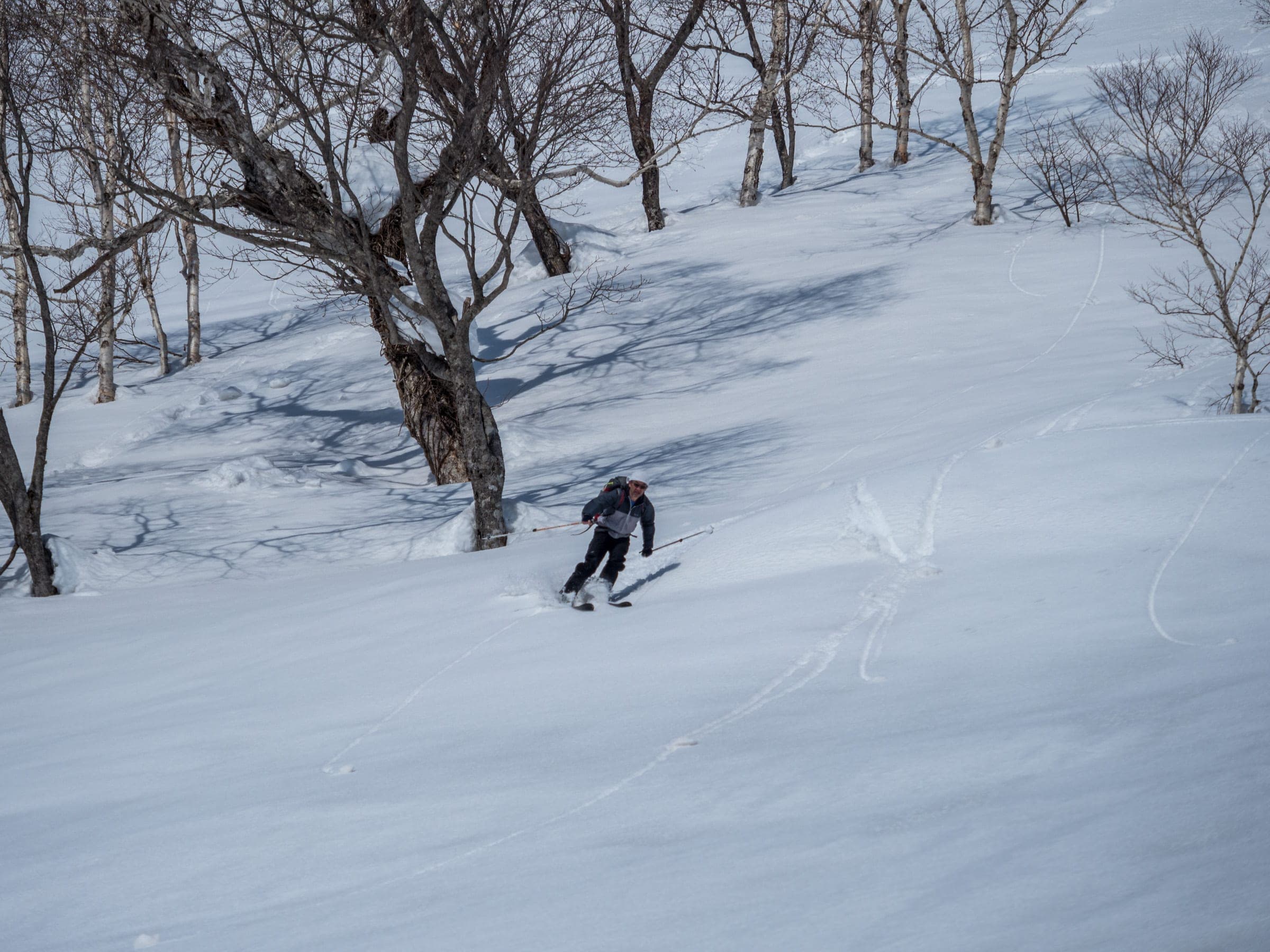 A skier threads through birch trees on the south face of Shakunage-dake in the Niseko range