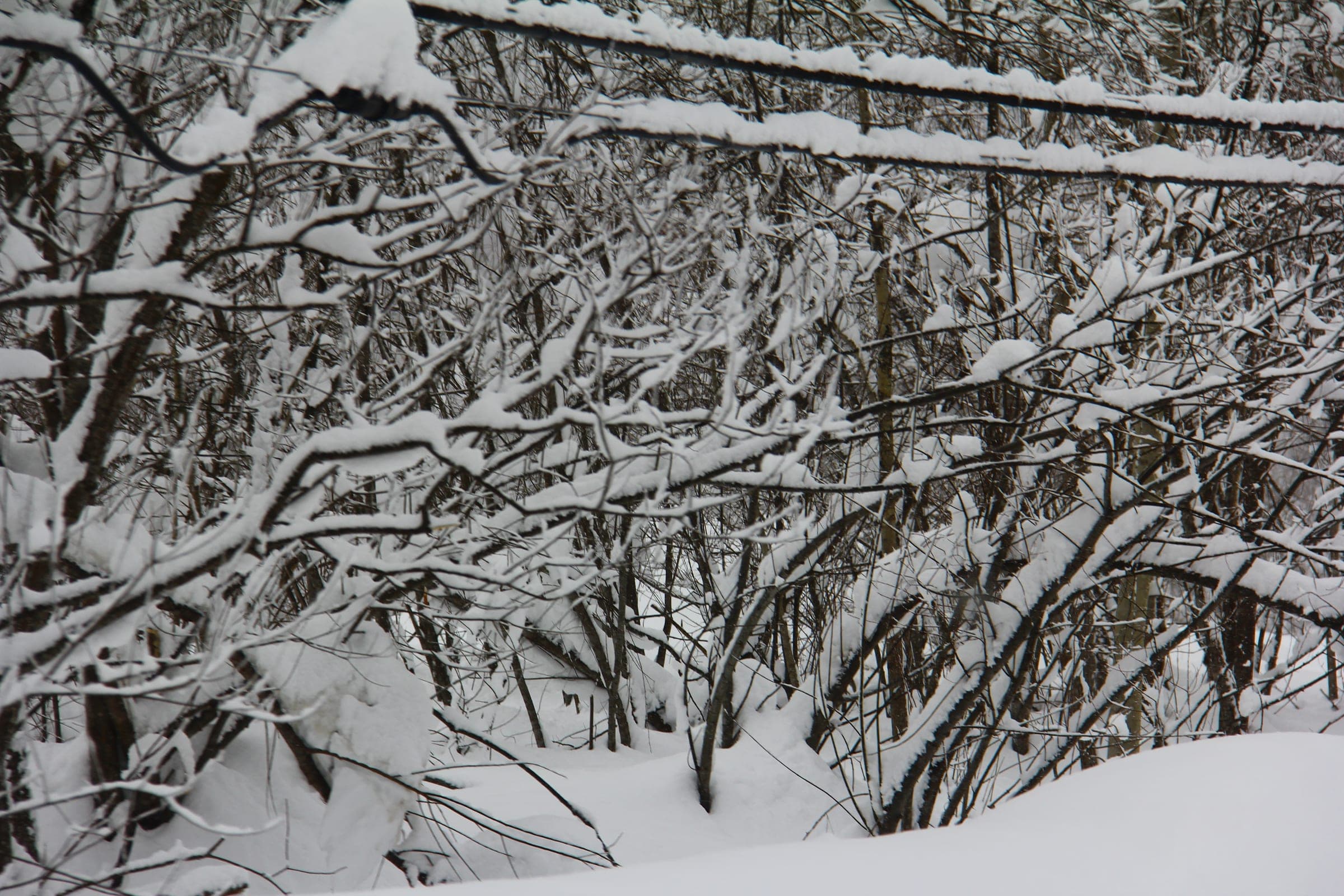 Fresh snow weighs down the branches of trees on the slopes of Niseko Annupuri