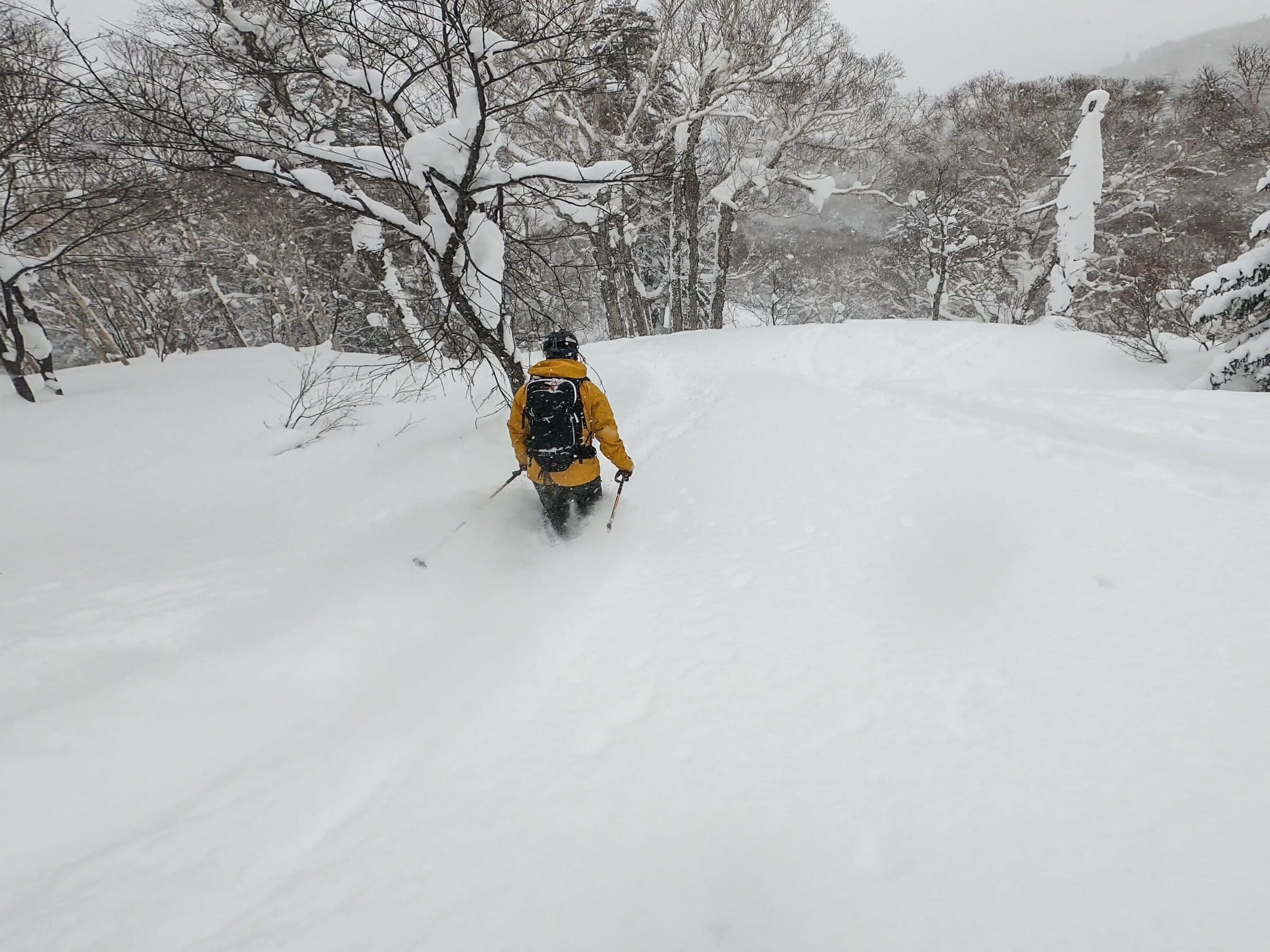 A skier in yellow drops through powder among snowy trees on the Shiraidake-sawa route
