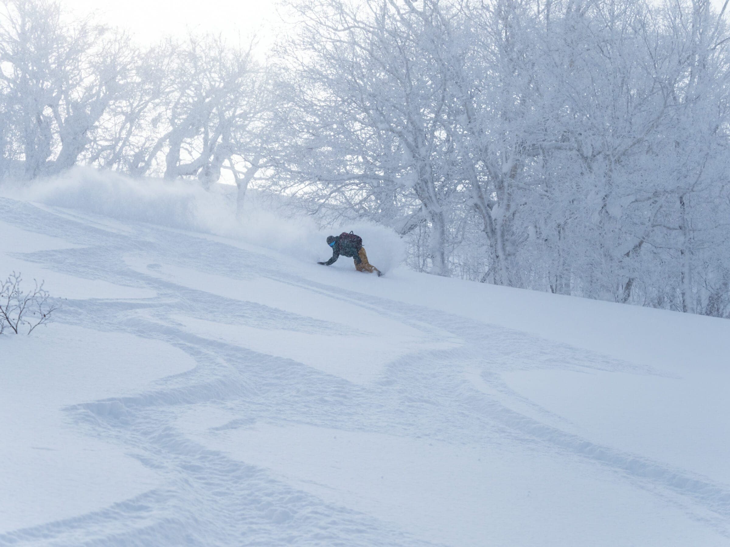 A snowboarder leaves curving tracks in fresh snow on the Shiraidake-sawa route of Shirai-dake