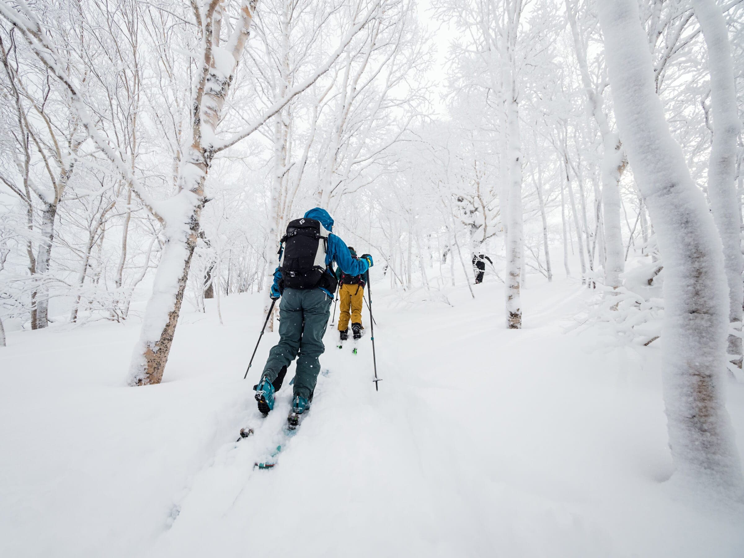 Two ski tourers move through frosted birch forest on Shirai-dake