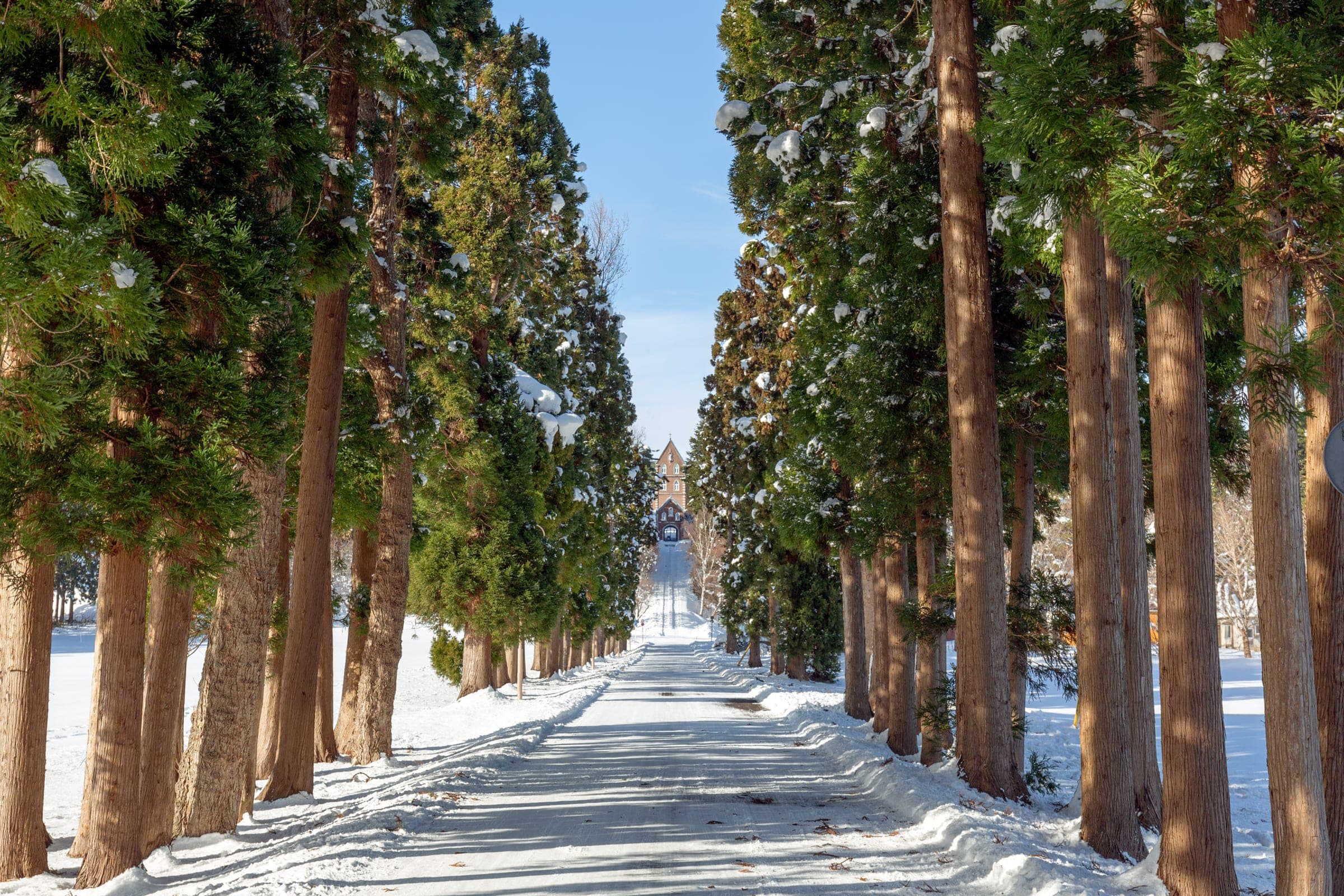 A snowy tree-lined road leads to the Trappist monastery in Hokuto, Hokkaido