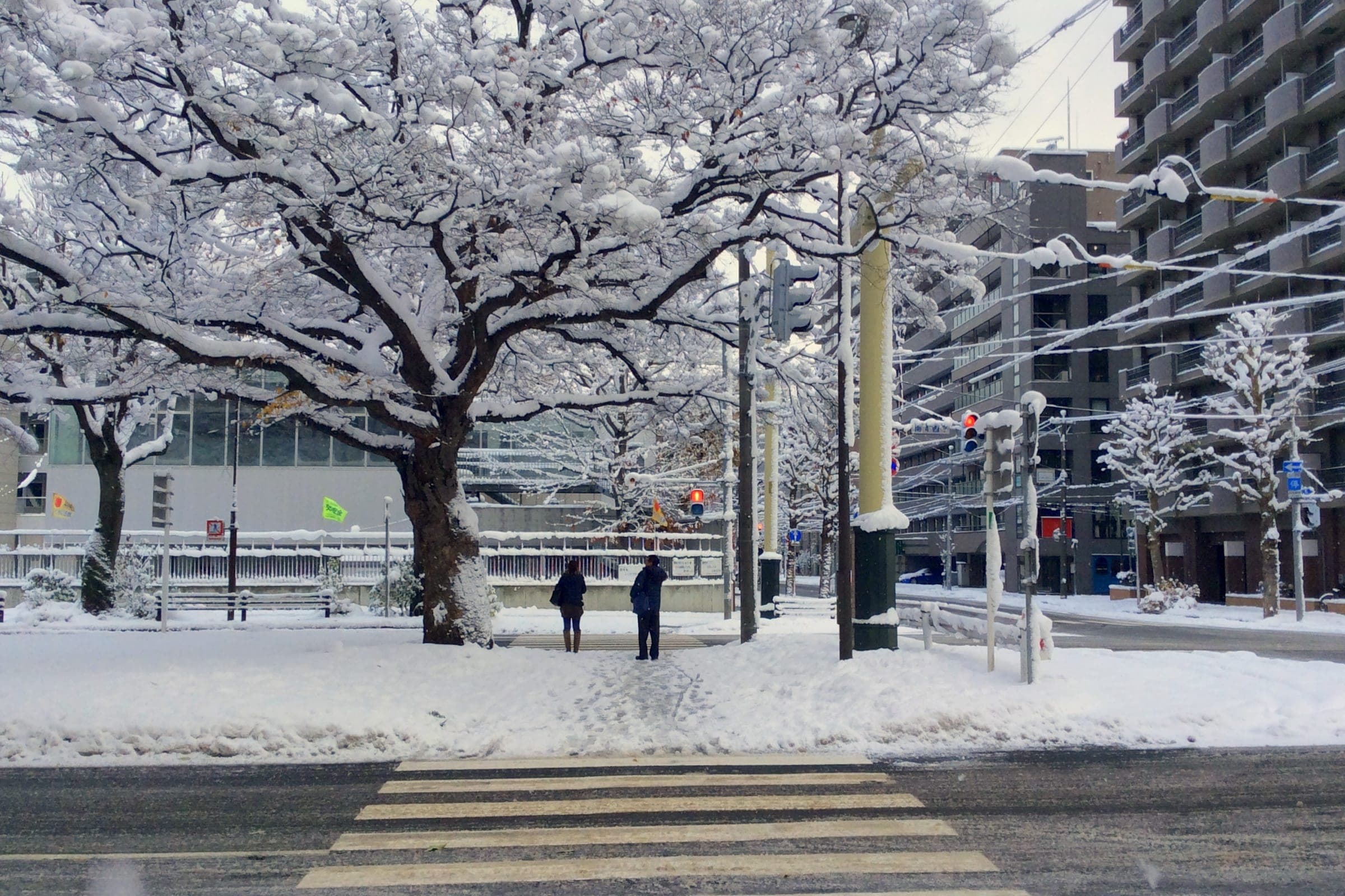 Fresh snow on a Sapporo street on a winter morning, near Bowken's Odori shop