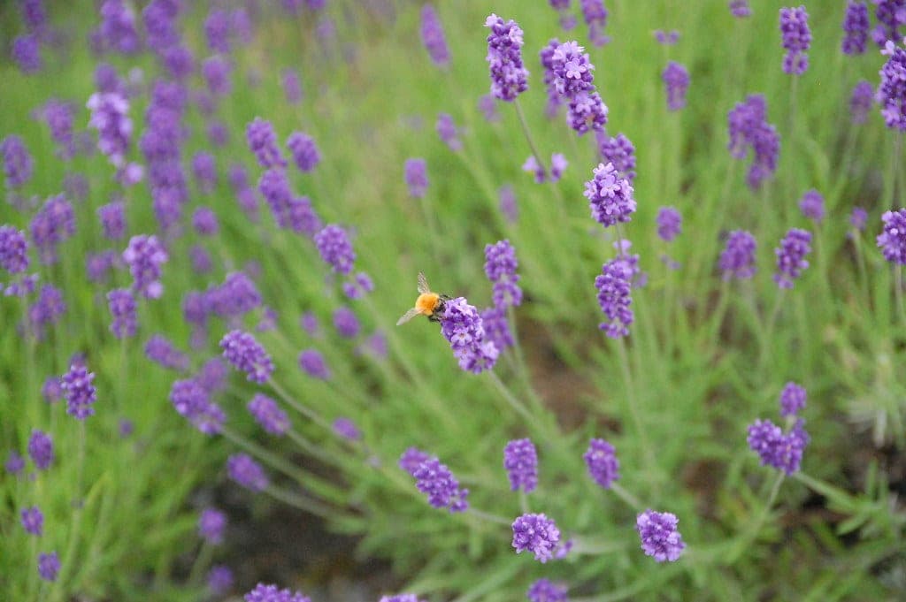 Close view of lavender flowers in the field next to Highland Furano
