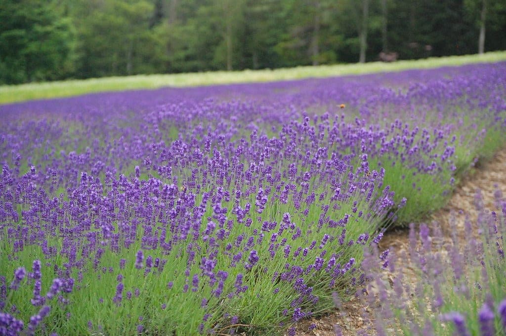 The lavender field beside Highland Furano runs uphill to a line of forest in summer