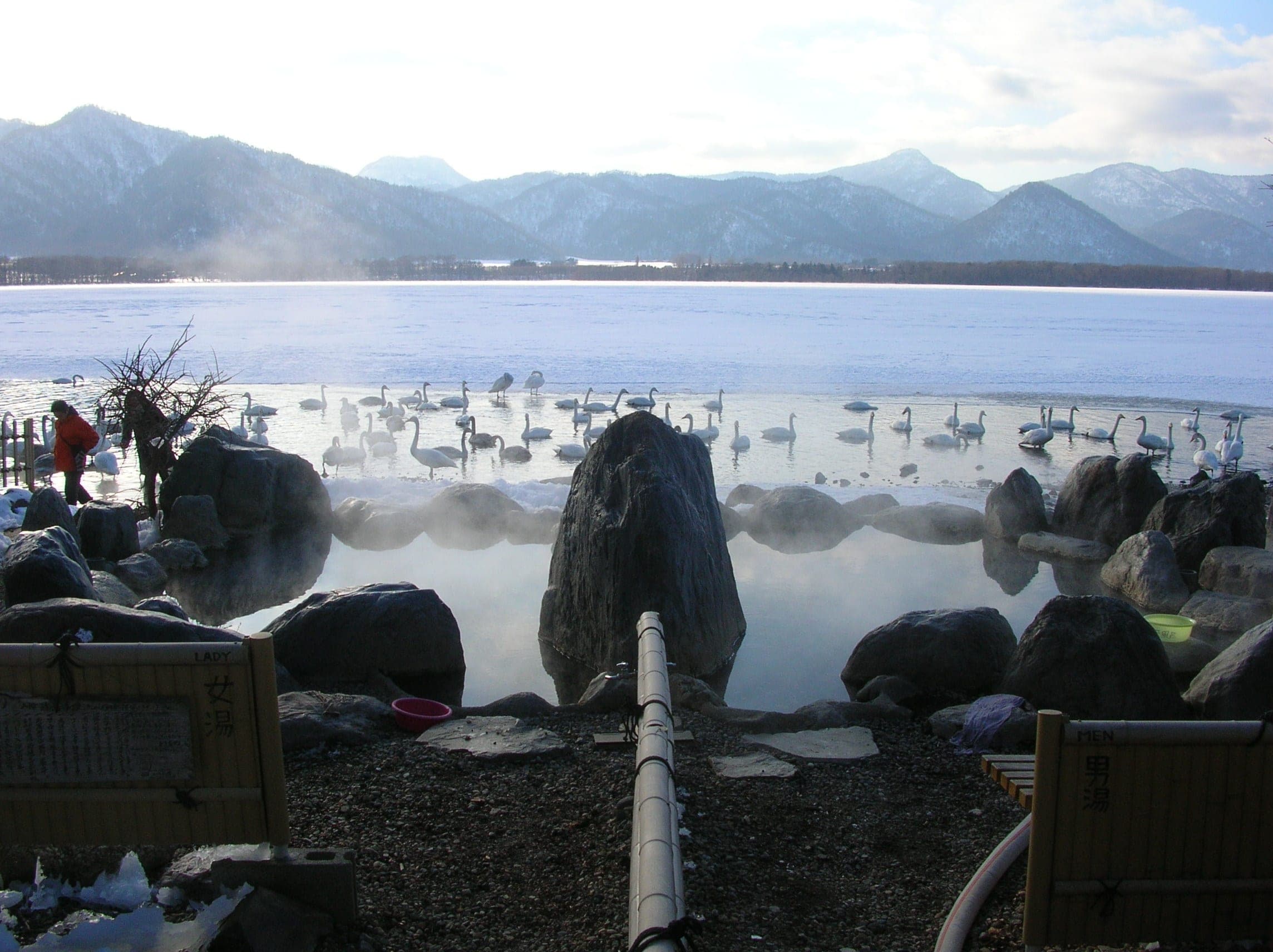 Swans rest on Lake Kussharo just beyond the rocks of the Kotan outdoor bath in winter