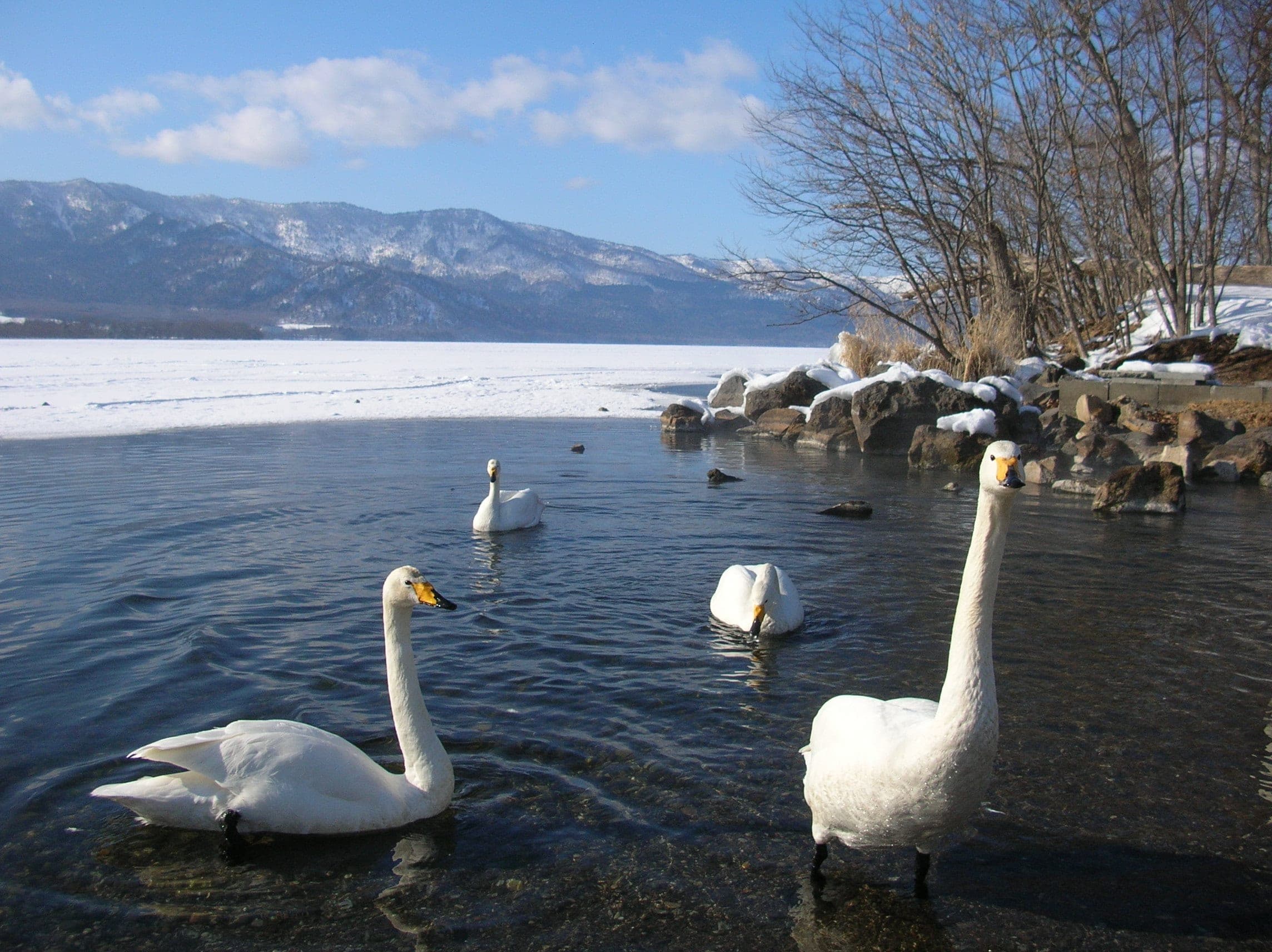 Whooper swans swim in open water by the shore at Wakoto on frozen Lake Kussharo