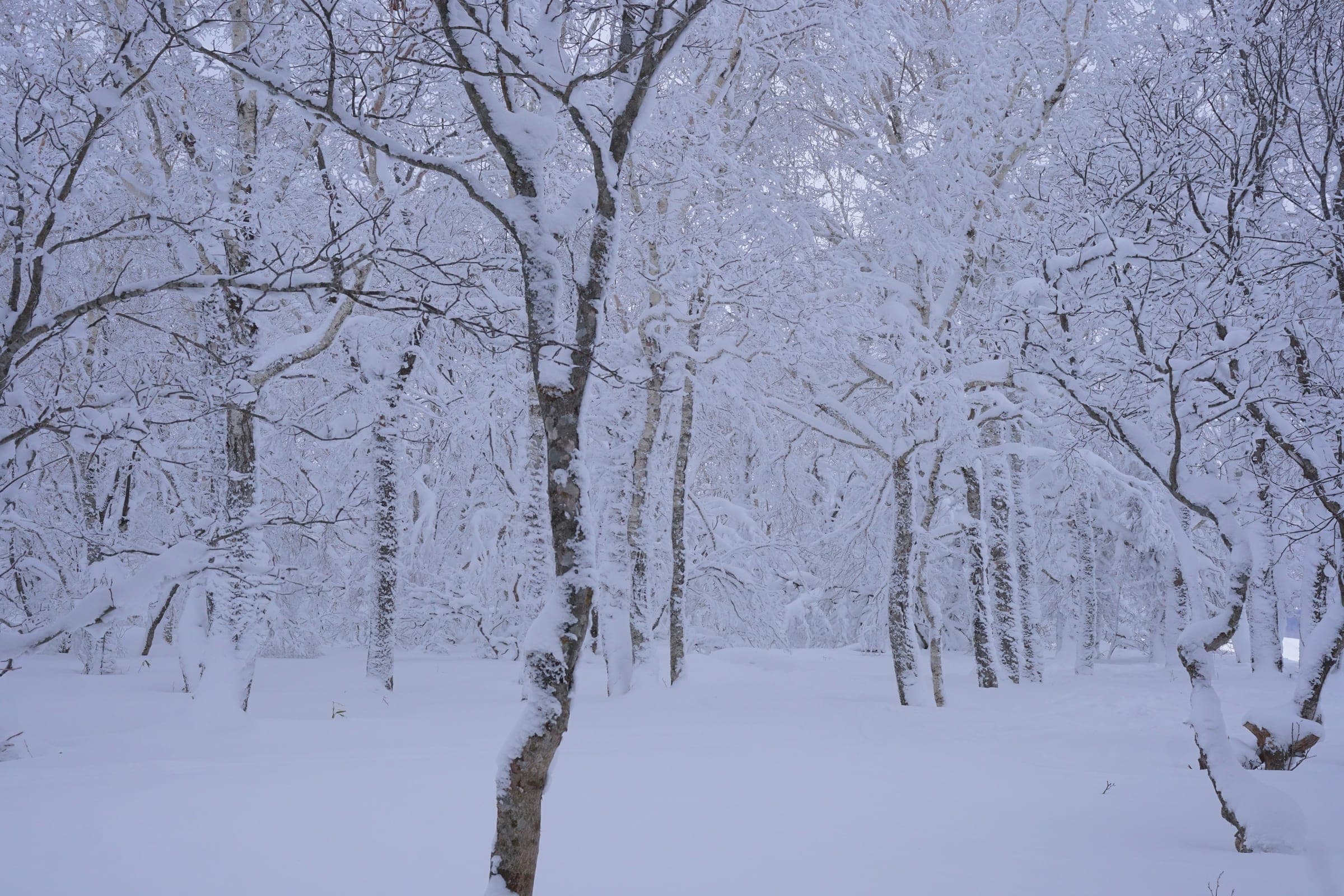 Fresh snow weighs down the branches of the forest at Hakodate Nanae Snowpark