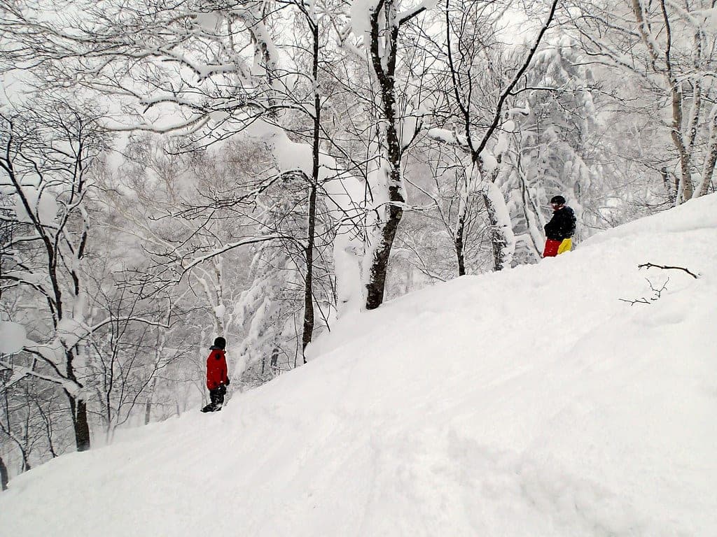 Two riders pick a line through snowy birch trees in the sidecountry at Kiroro