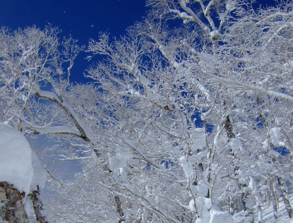 Rime and fresh snow coat bare branches against a deep blue sky at Kiroro