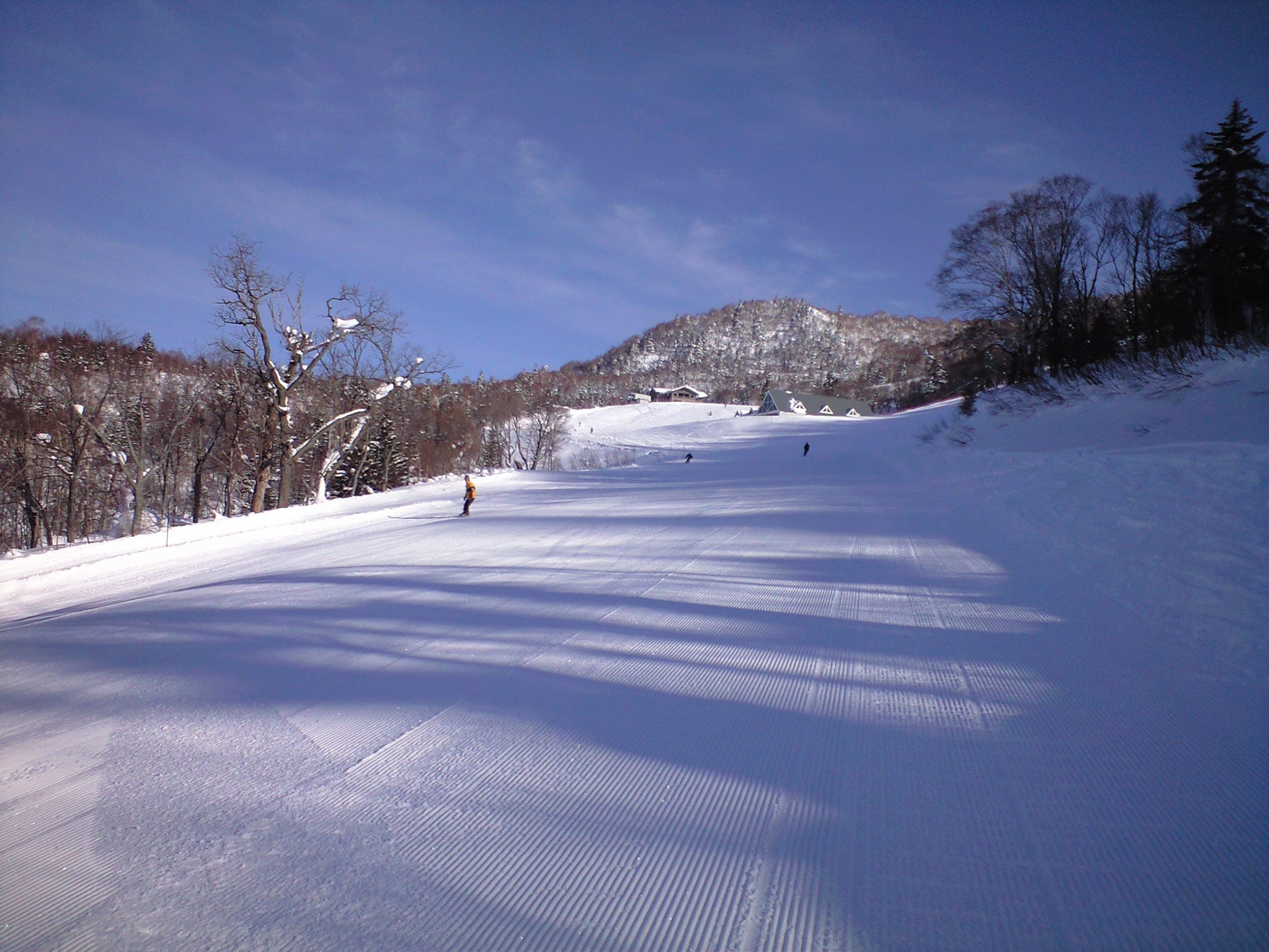 Fresh corduroy runs down a sunlit groomed piste between bare trees at Kiroro