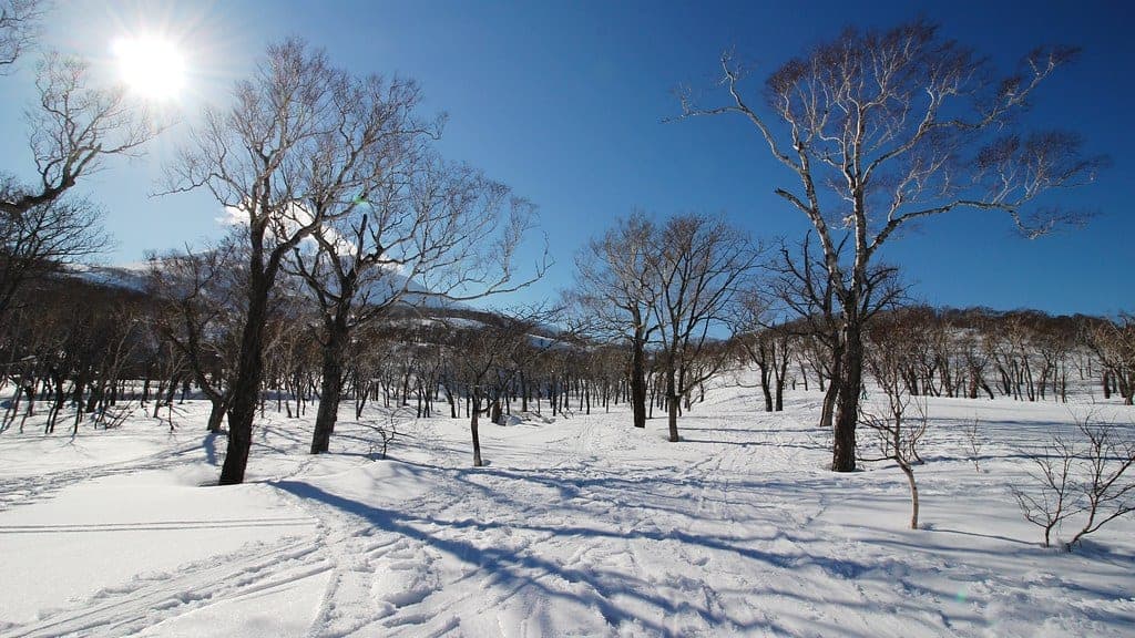 Bare trees cast long shadows across deep snow in the forest at Niseko HANAZONO