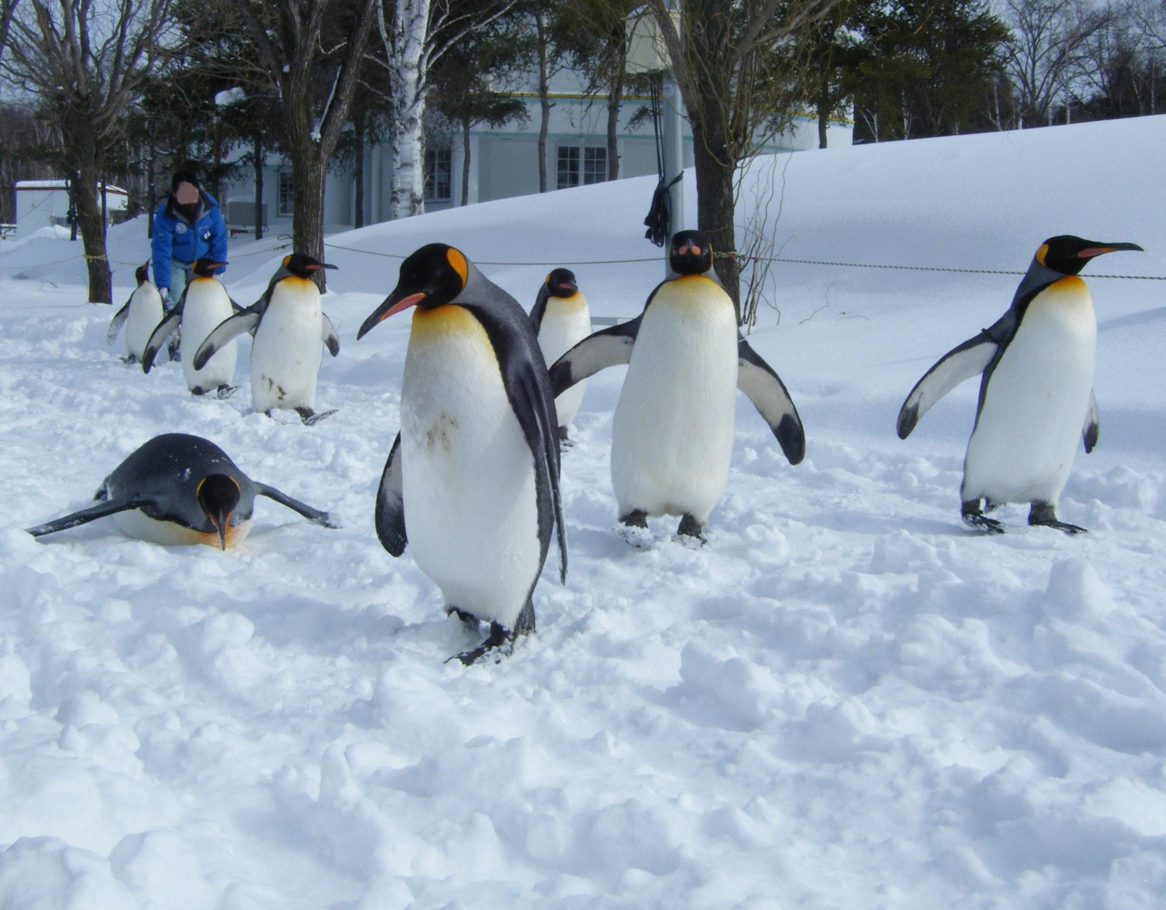 King penguins walk across the snow at Asahiyama Zoo