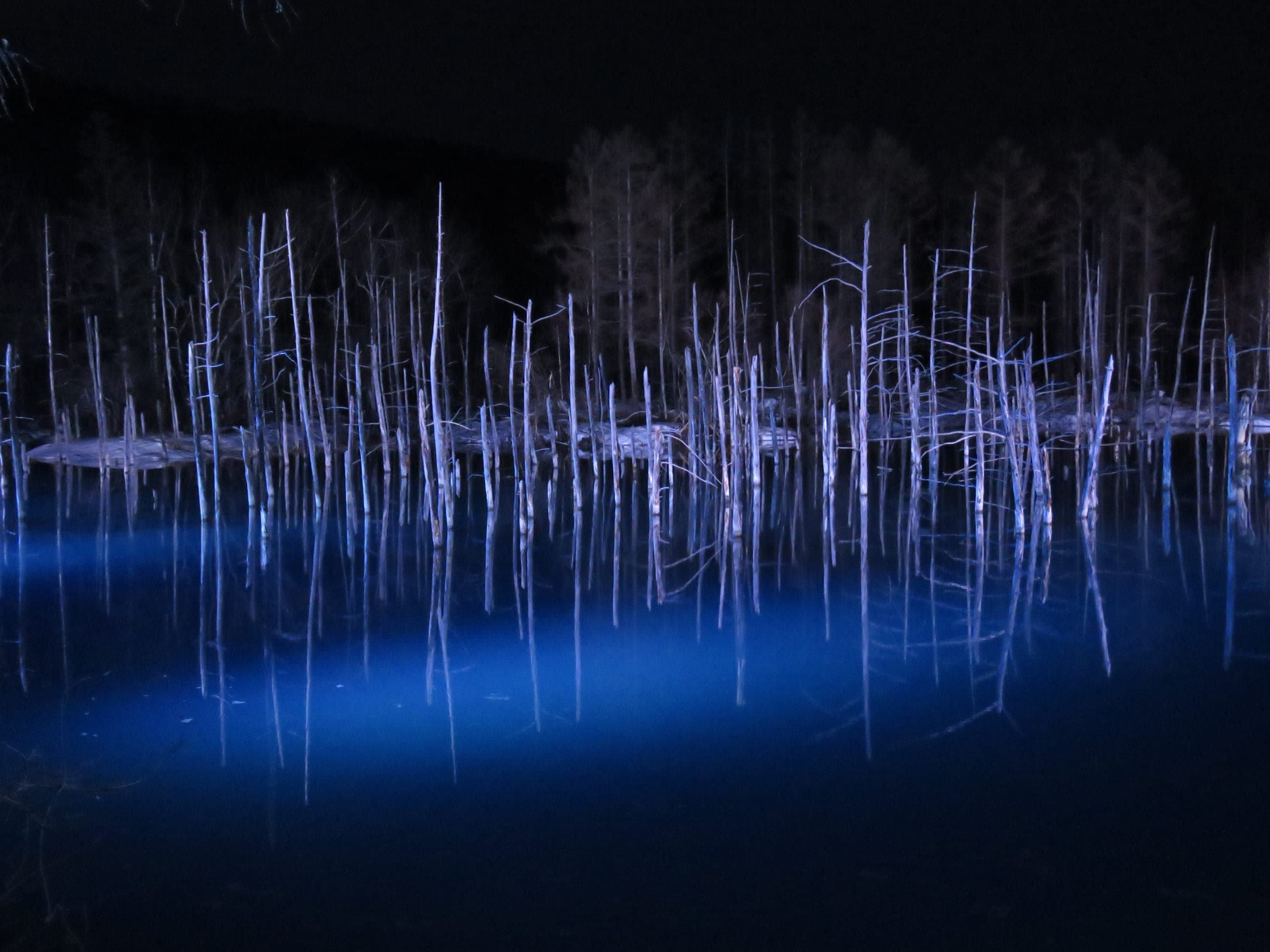 Lights pick out the dead larch trunks standing in Shirogane Blue Pond at night