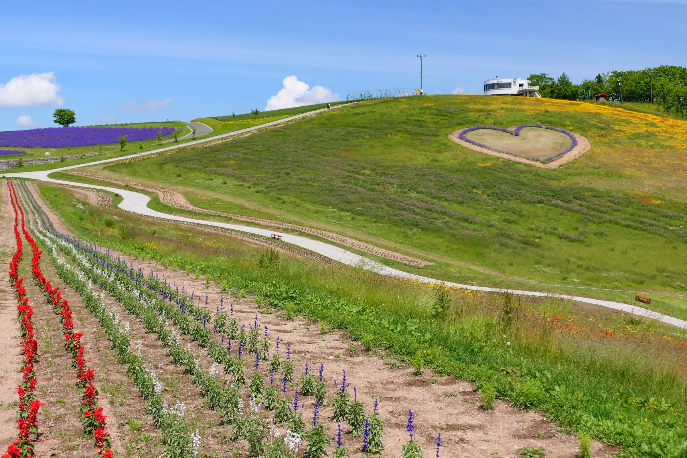 Rows of flowers climb the grassy hillside of Hinode Park in Kamifurano in summer