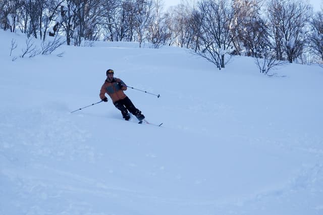 A skier turns through powder among bare trees on Haruka-yama above Otaru