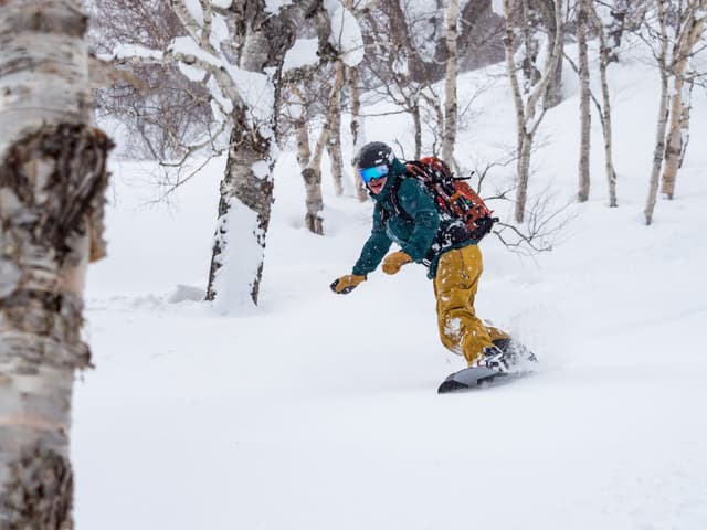A snowboarder in yellow trousers carves through birch trees on the northeast ridge of Iwanai-dake