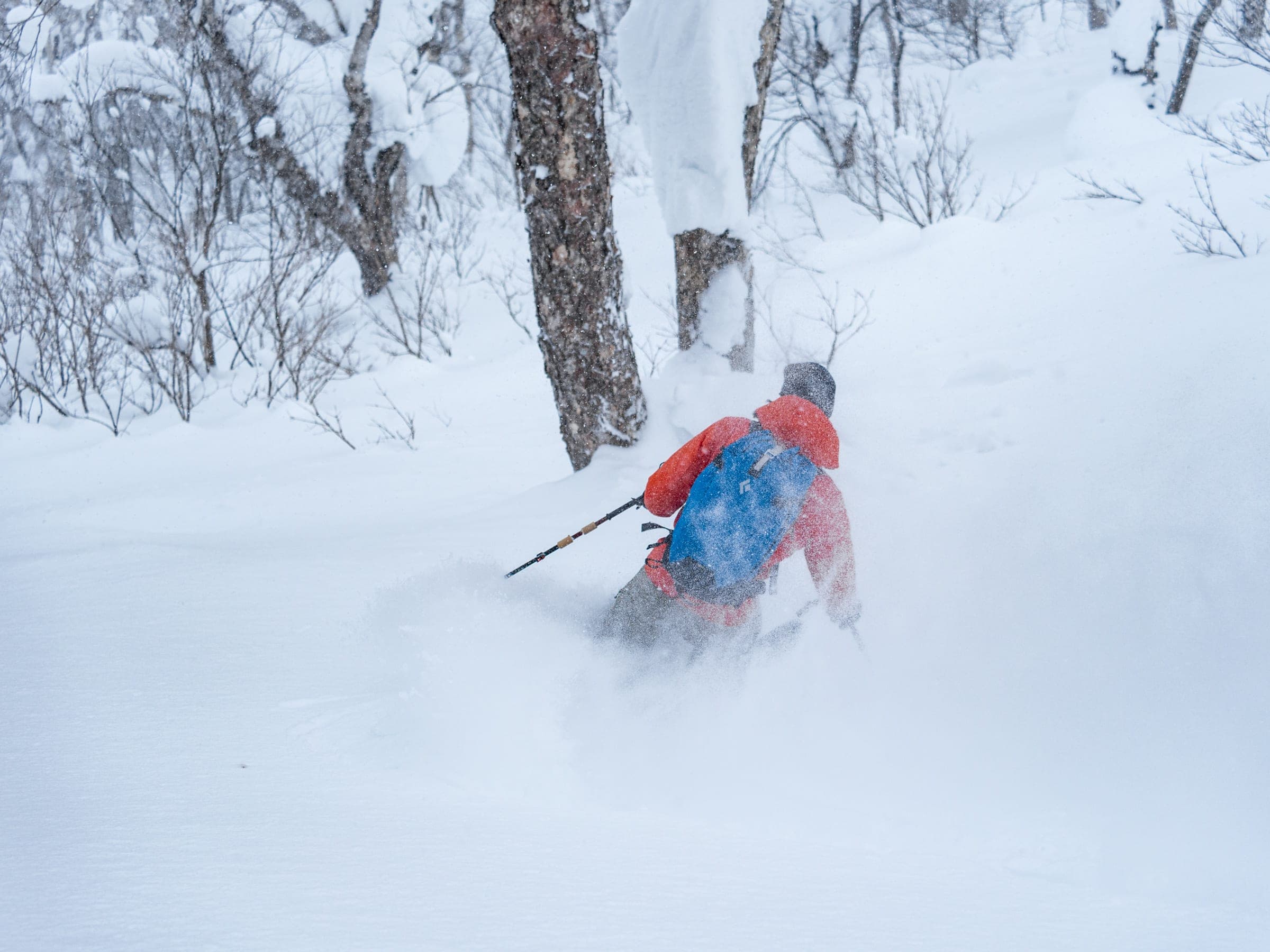 A skier sinks into a powder turn between birch trees on Karifuri-dake