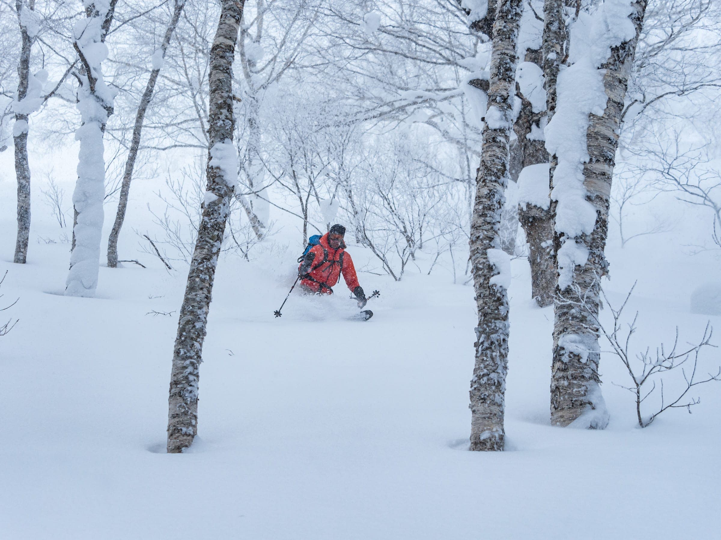 A skier rides through birch trees on the northeast slopes of Karifuri-dake above Kami-Tomamu