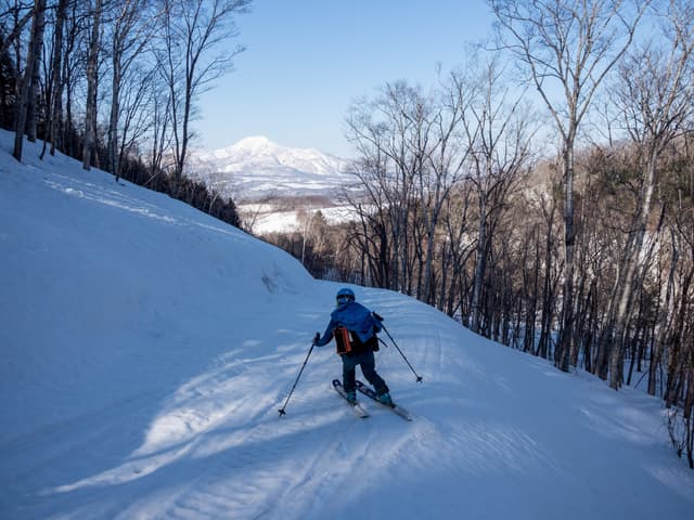 A ski tourer climbs through birch trees on the northern ridge of Konbu-dake