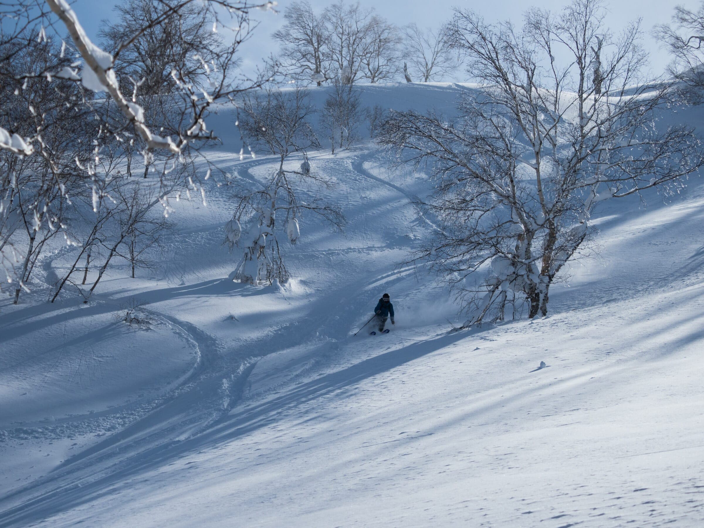 A skier descends open hardwood forest on the Motoyama route of Muine-yama