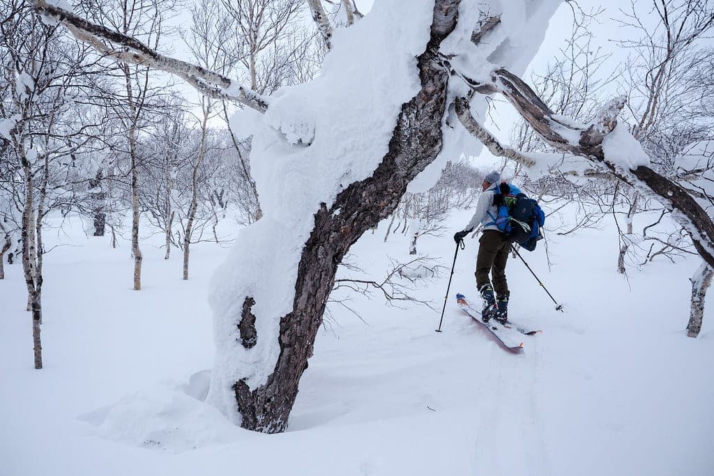 A ski tourer climbs past a snow-loaded tree on the route up Piyashiri-yama
