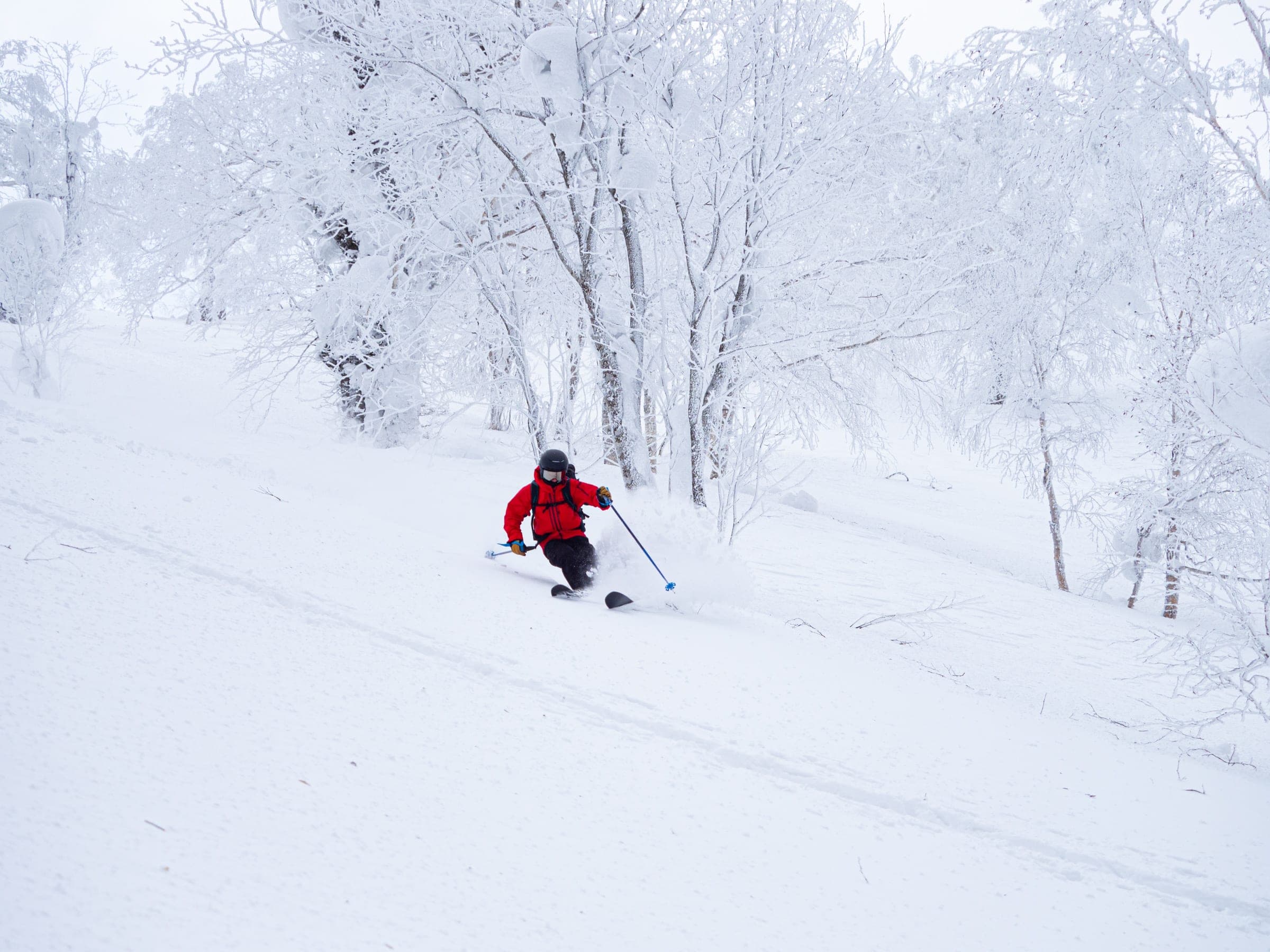 A skier in red turns through rimed birch trees on Shiribetsu-dake