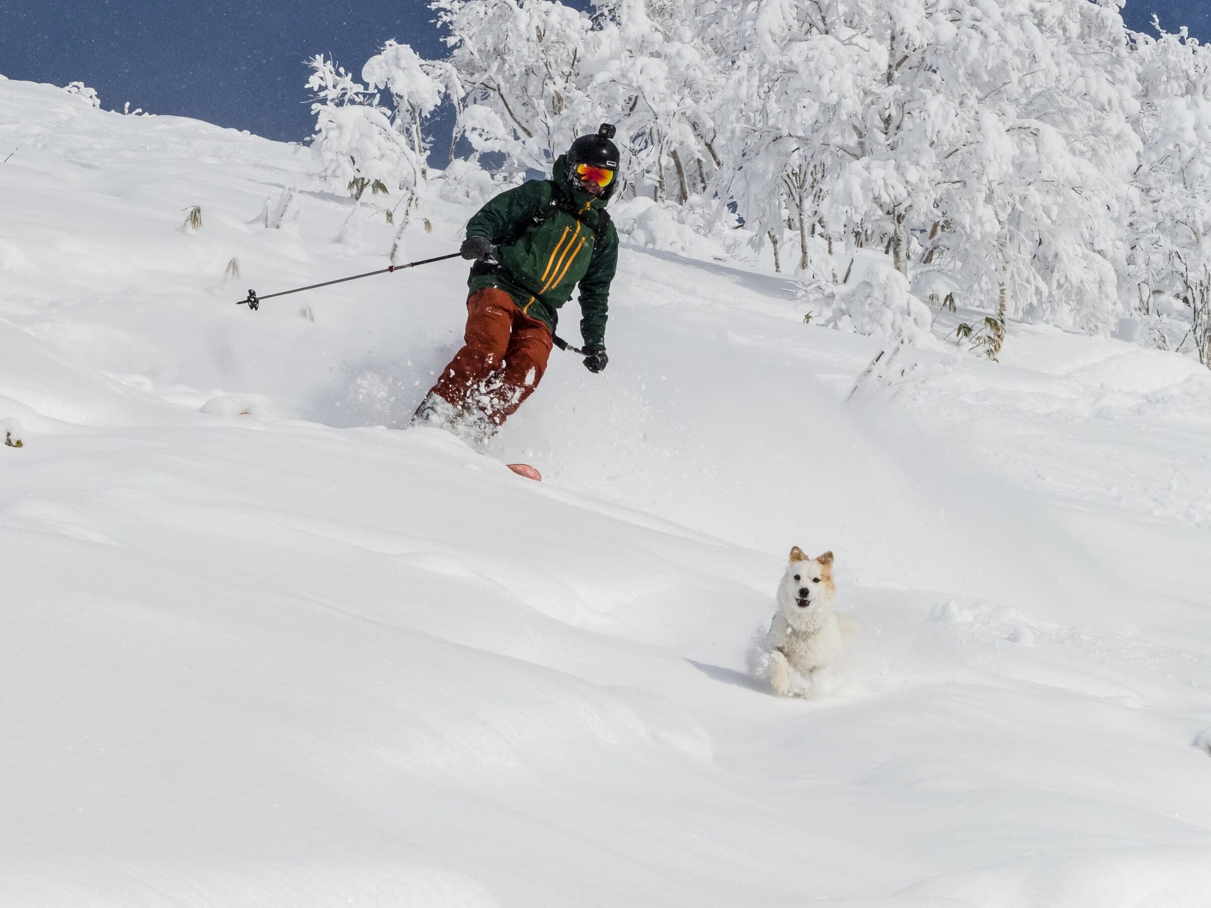 A skier and a white dog ride powder in the West Bowl of Shiribetsu-dake