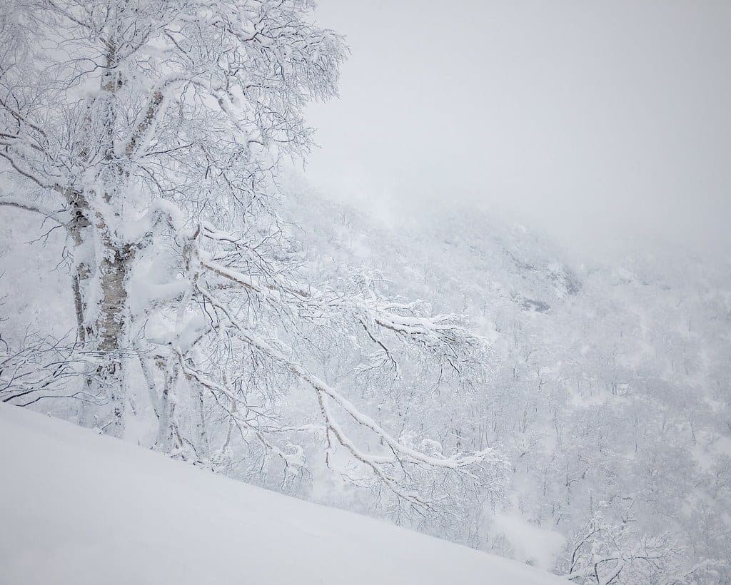 Rime-coated trees stand in falling snow on the slopes of Tokachidake