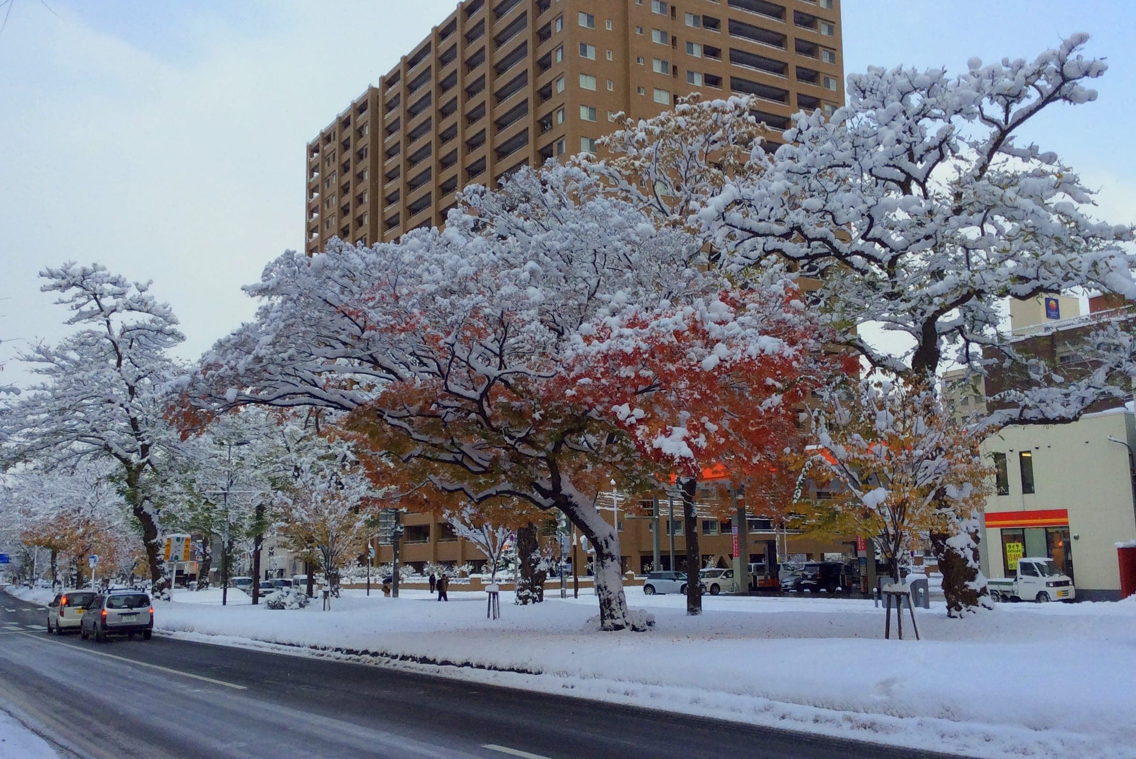 Snow-covered trees along a Sapporo street, home to Camping Labo's office