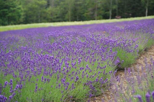 The lavender field beside Highland Furano runs uphill to a line of forest in summer