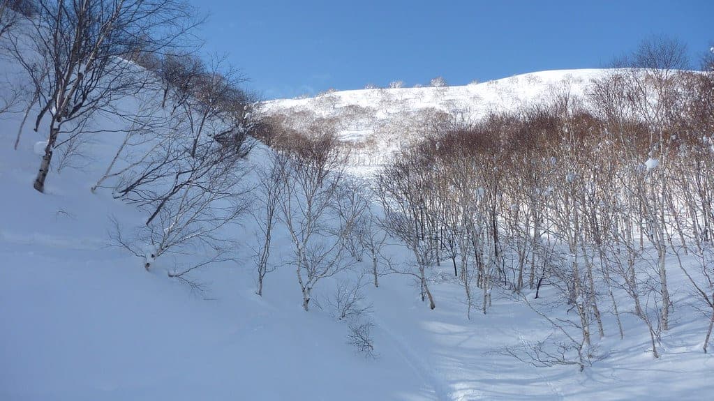 Powder tracks wind through snowy birch trees below the summit of Niseko Annupuri