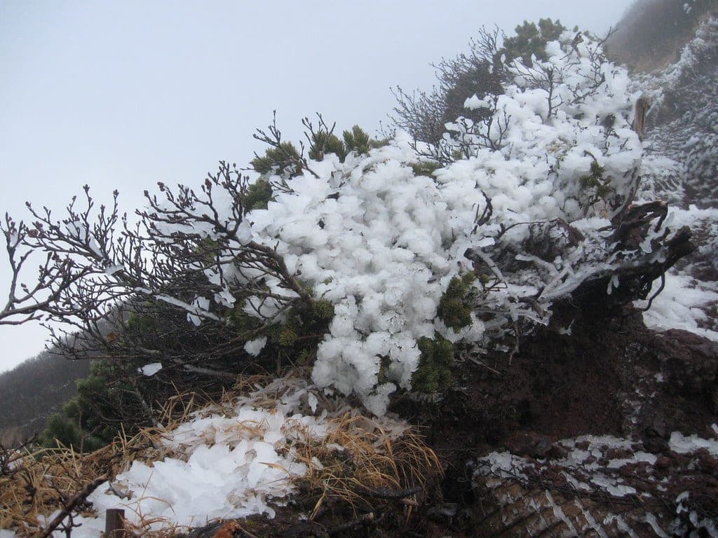 Rime ice coats the stunted shrubs on the upper slopes of Rishiri-zan