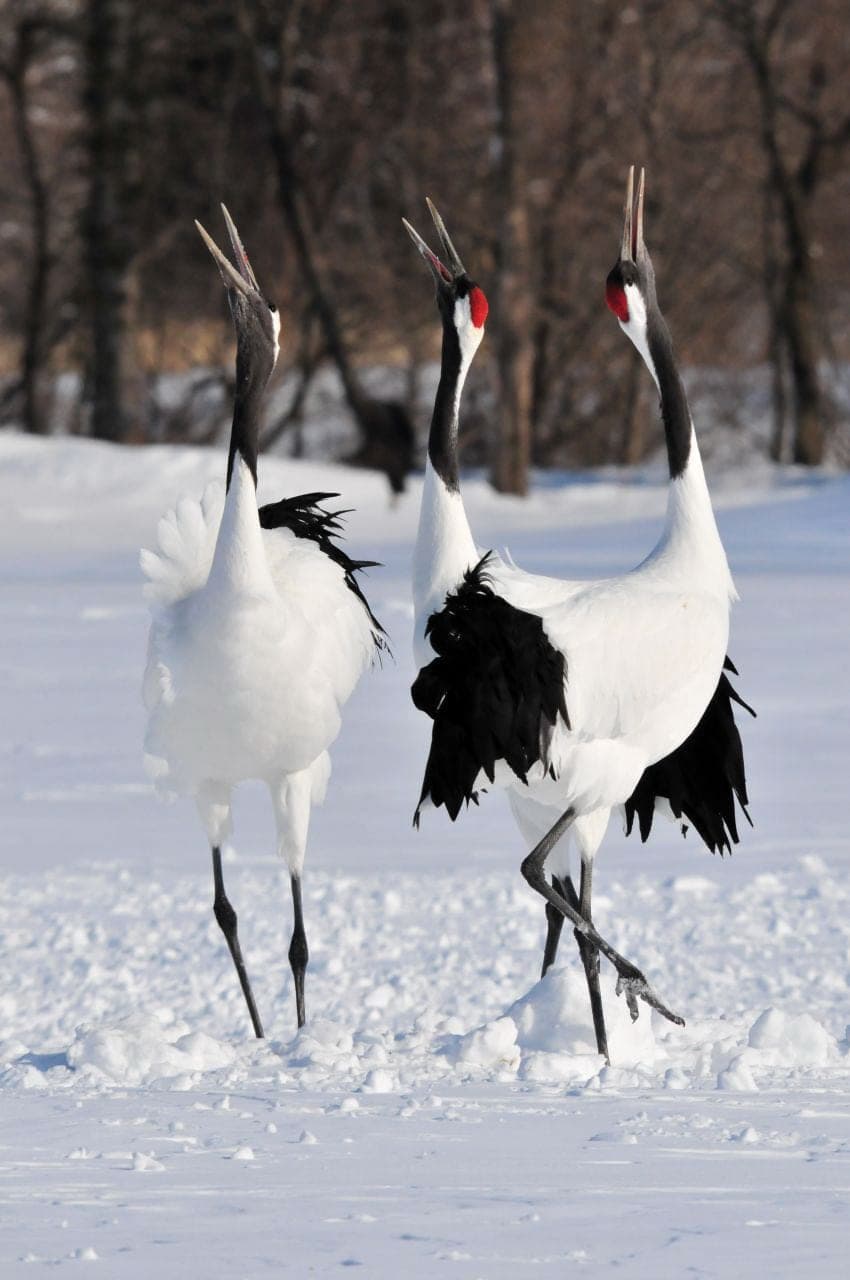 Red-crowned cranes call in the snow at the Akan crane centre, a short drive from Akan Royal Valley