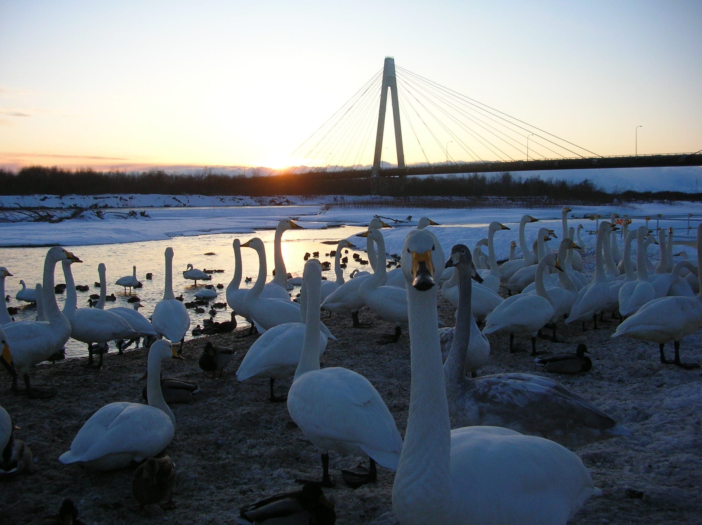 Whooper swans crowd the Tokachi River below the Tokachi-Chuo Bridge near Tokachigawa Onsen at sunset