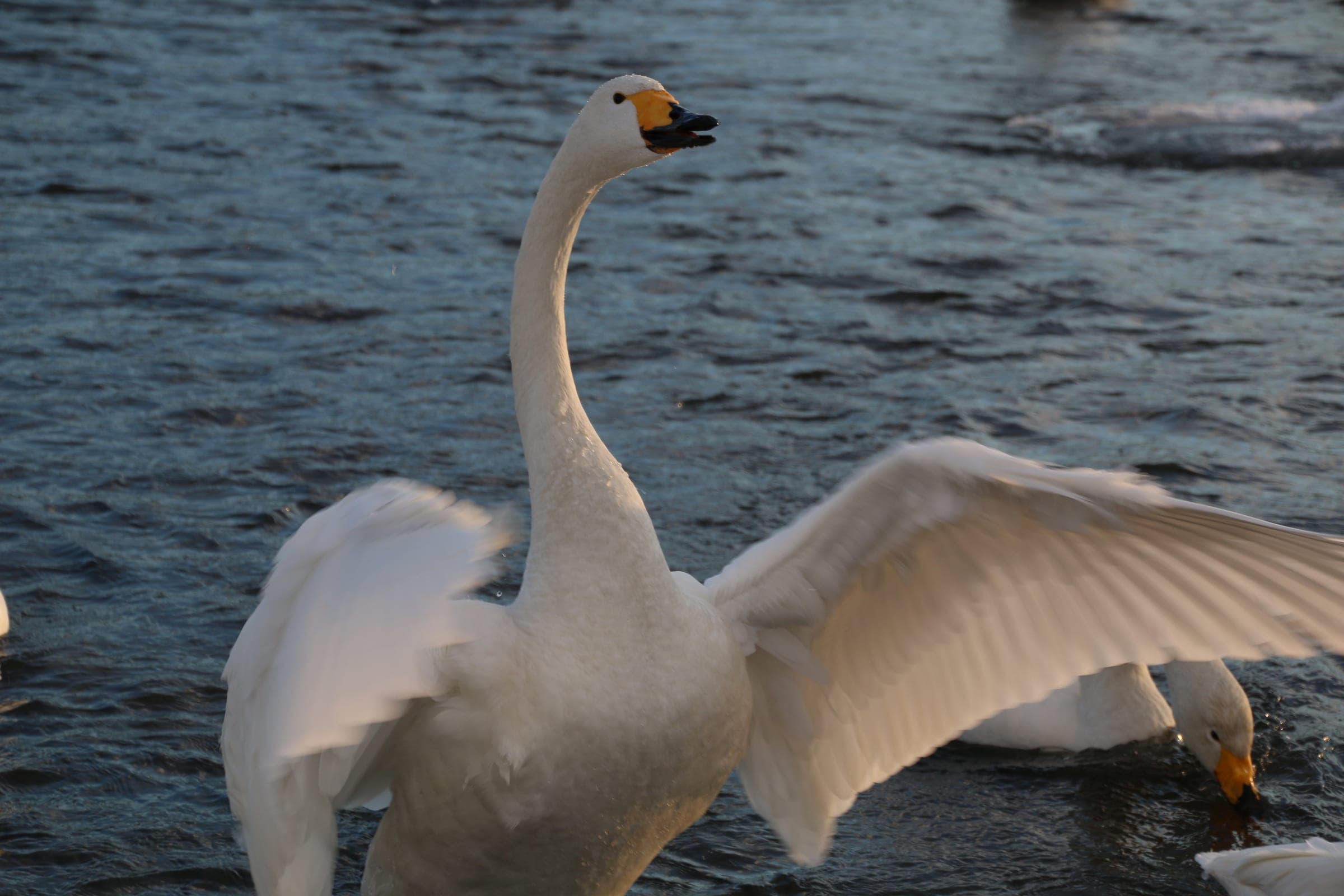 A whooper swan spreads its wings on the Tokachi River in winter
