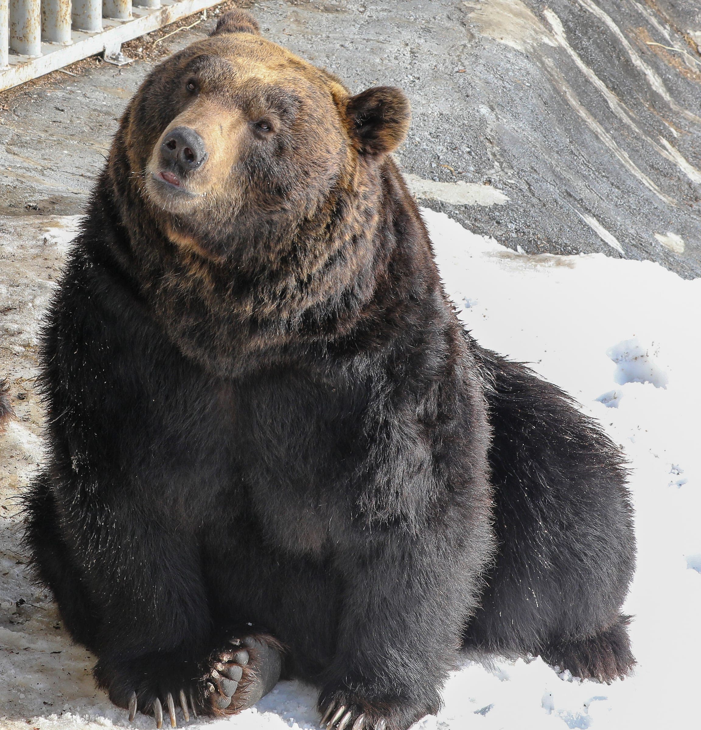 A brown bear sits in the snow at Noboribetsu Bear Park