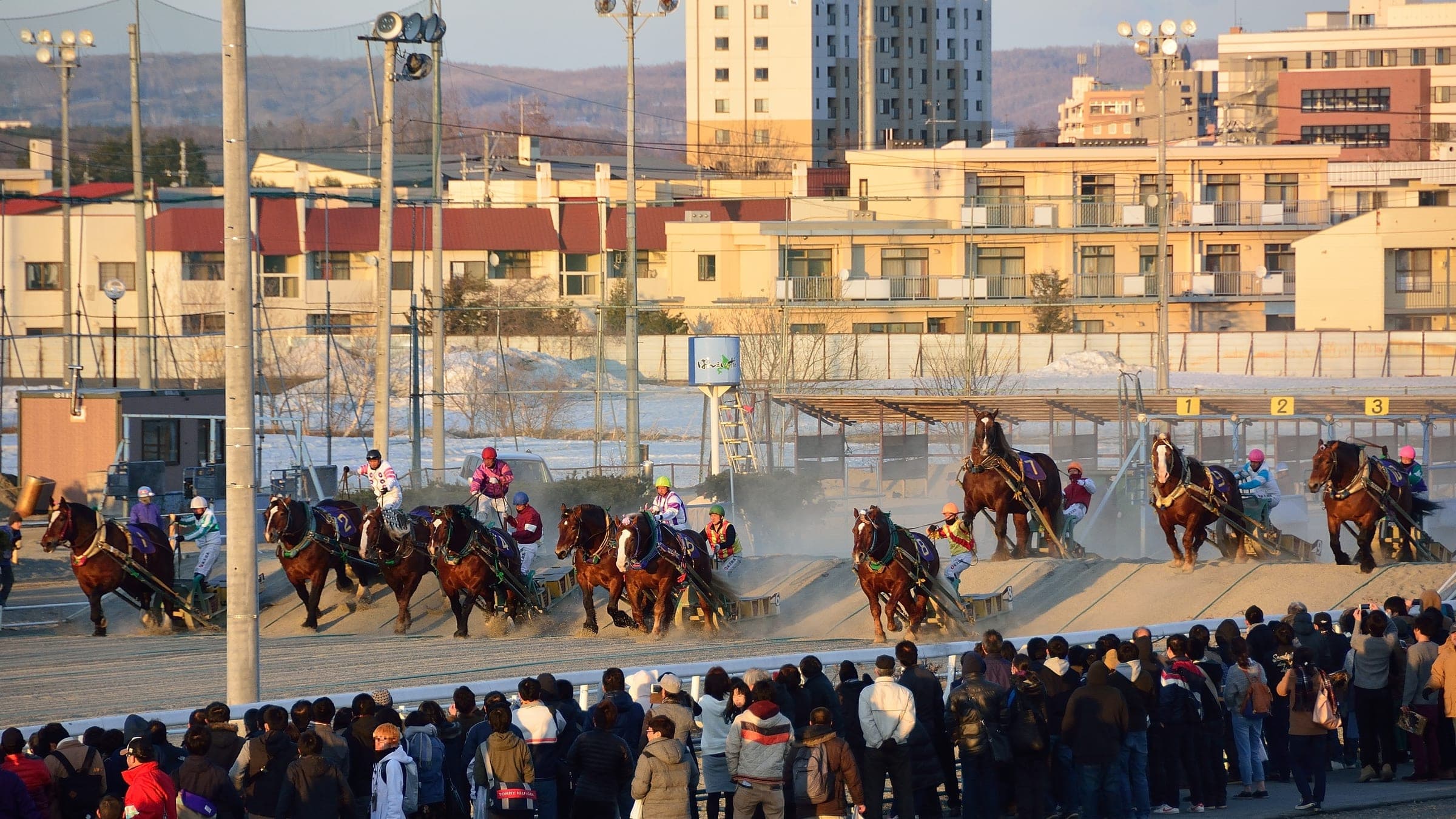 Heavy horses haul sleds over the first hill at a Ban'ei race in Obihiro